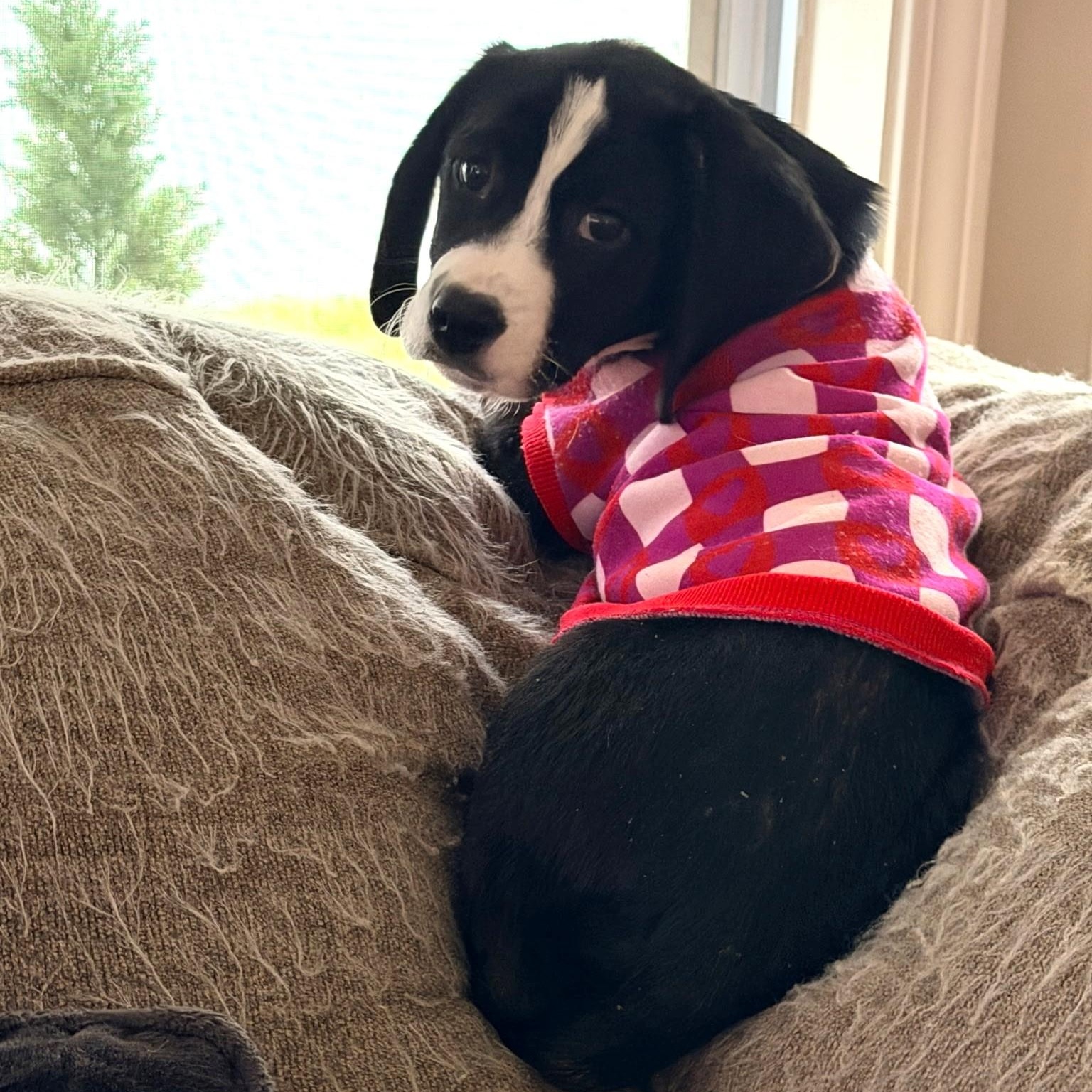 Enlarge Albert, a ADOPTABLE mixed breed in Waxhaw, NC image 3/3