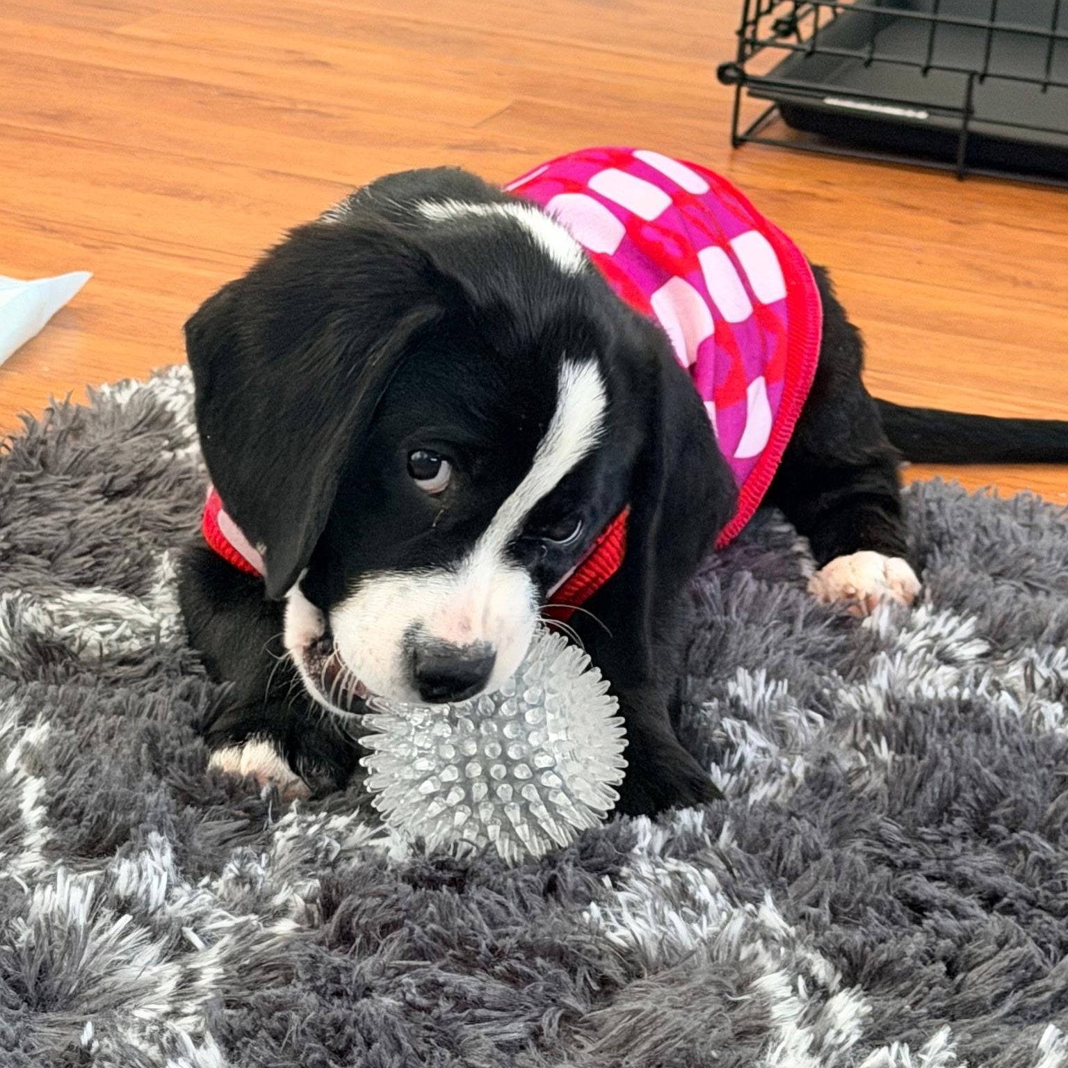 Enlarge Albert, a ADOPTABLE mixed breed in Waxhaw, NC image 1/3