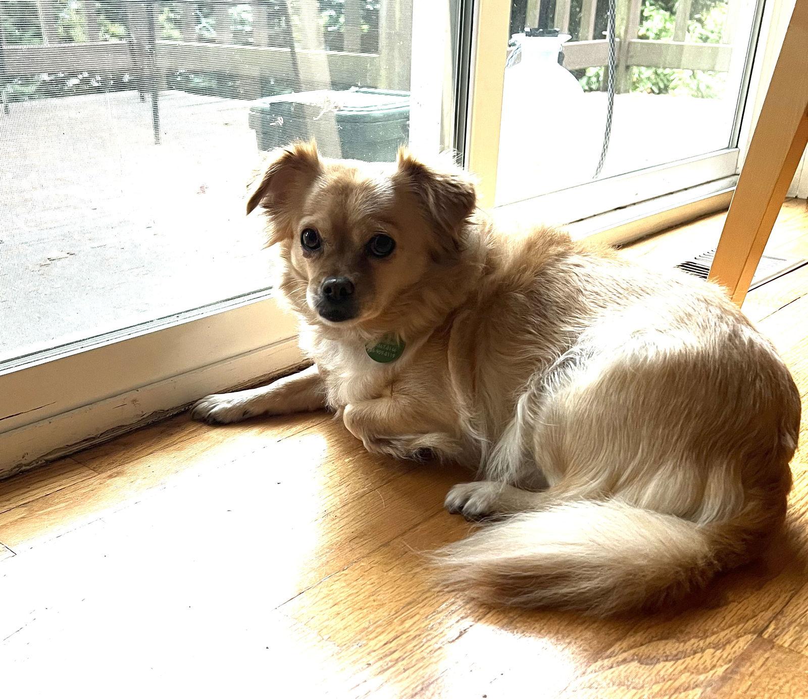 Kisses, a Adoptable mixed breed in Seattle, WA image 1/2