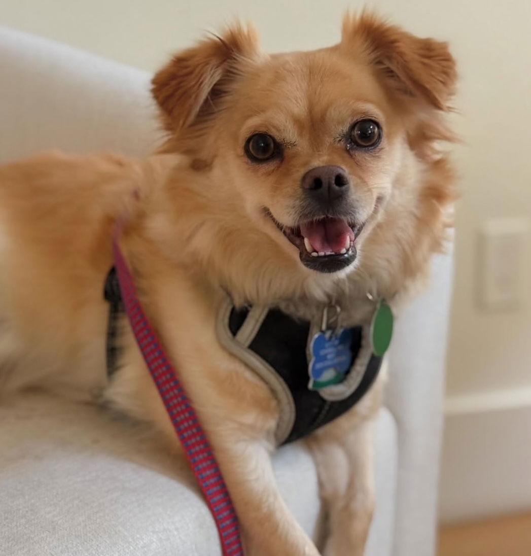 Kisses, a Adoptable mixed breed in Seattle, WA image 2/2