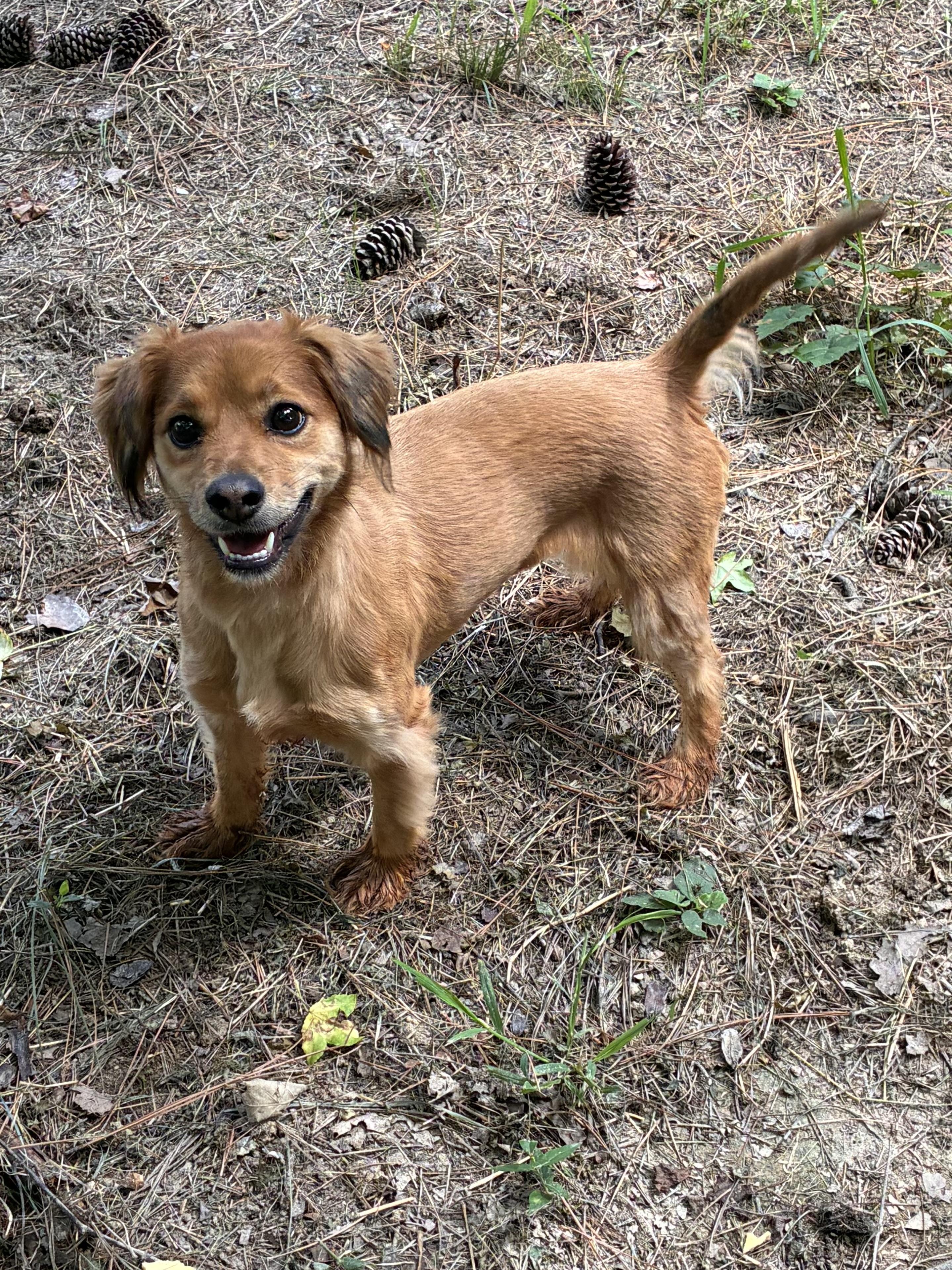 Sadie, adopted, Adult Female Spaniel & Dachshund.