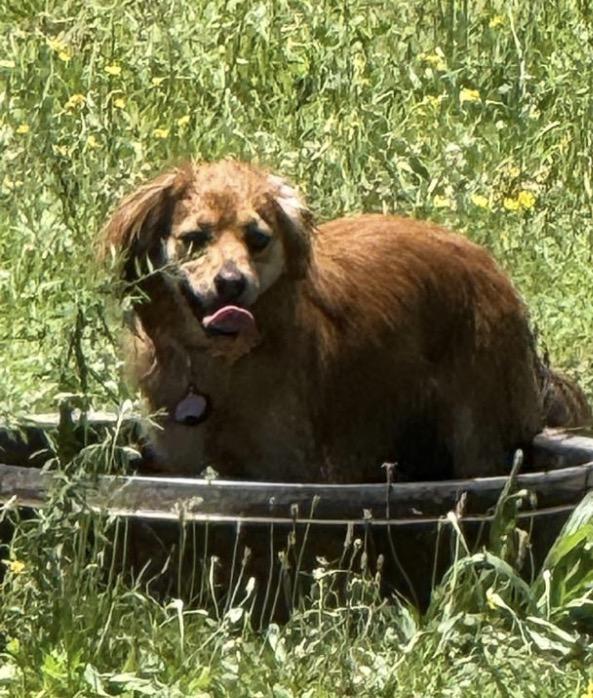 Sadie, an adopted mixed breed in Rock Hill, SC image 6/6