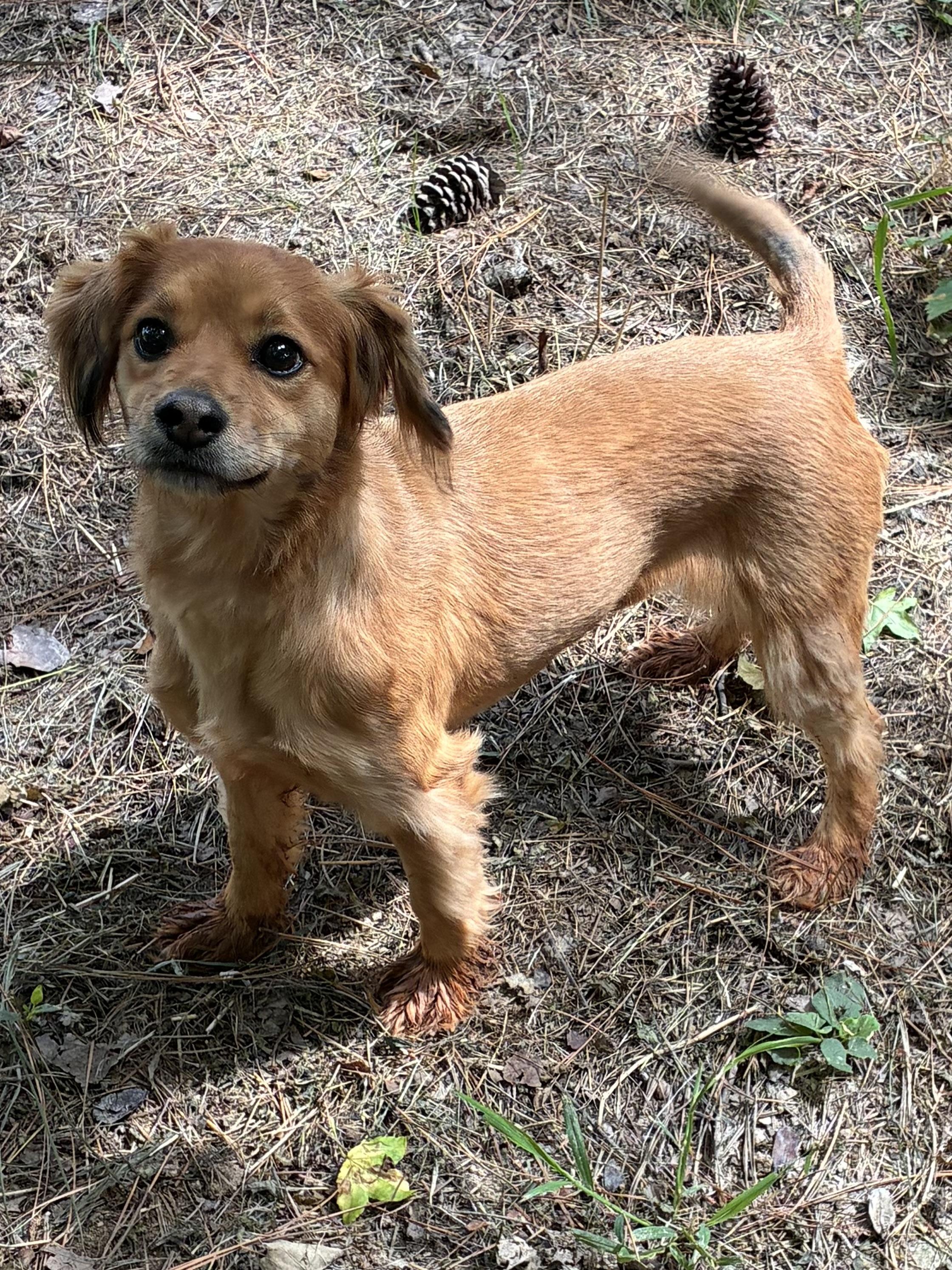 Sadie, an adopted mixed breed in Rock Hill, SC image 2/6
