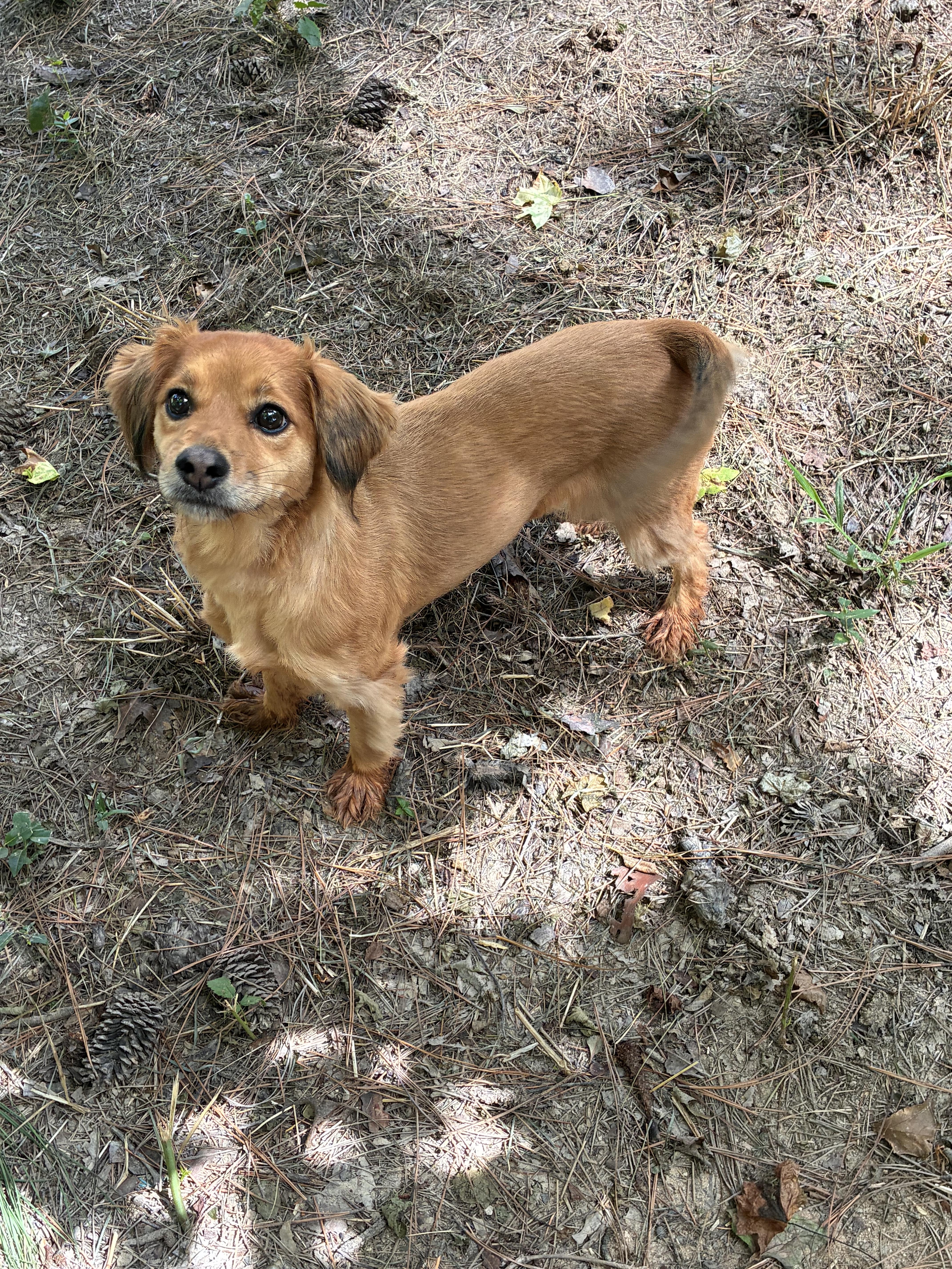Sadie, an adopted mixed breed in Rock Hill, SC image 5/6