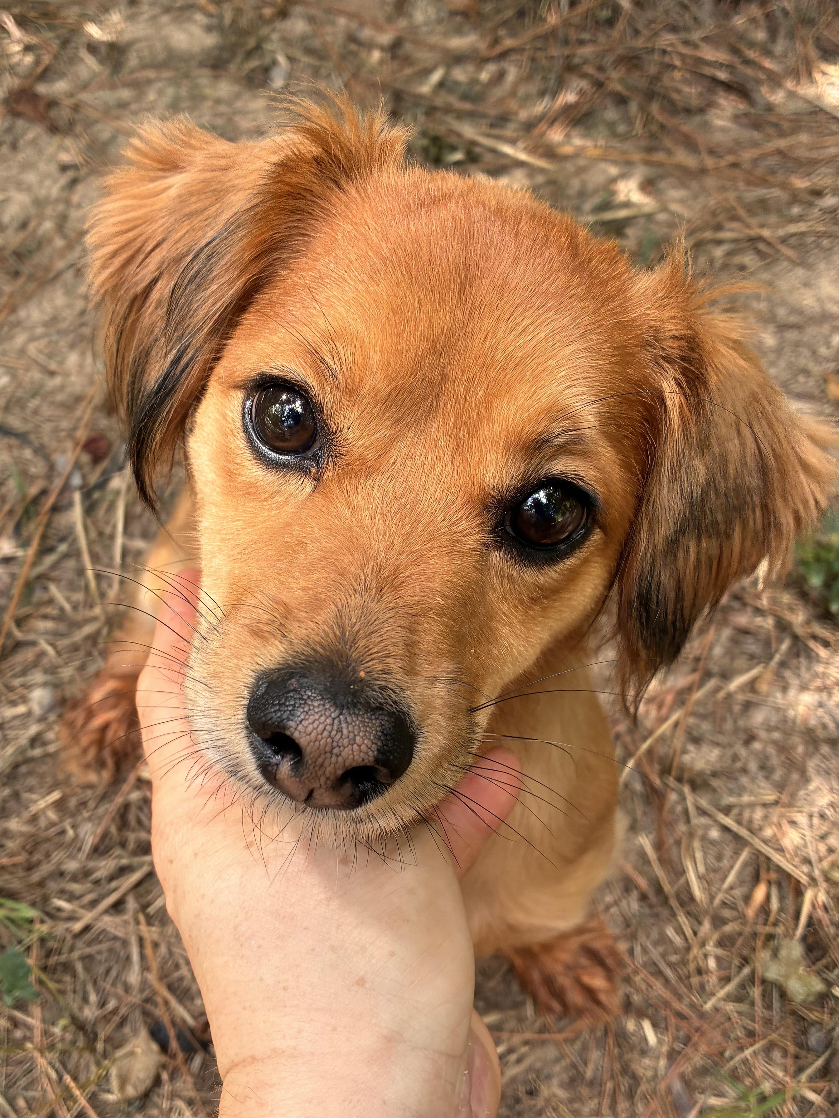 Sadie, an adopted mixed breed in Rock Hill, SC image 4/6