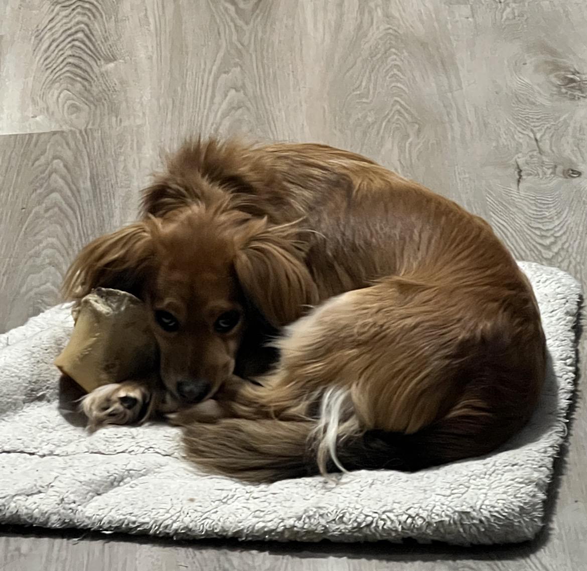 Sadie, an adopted mixed breed in Rock Hill, SC image 3/6
