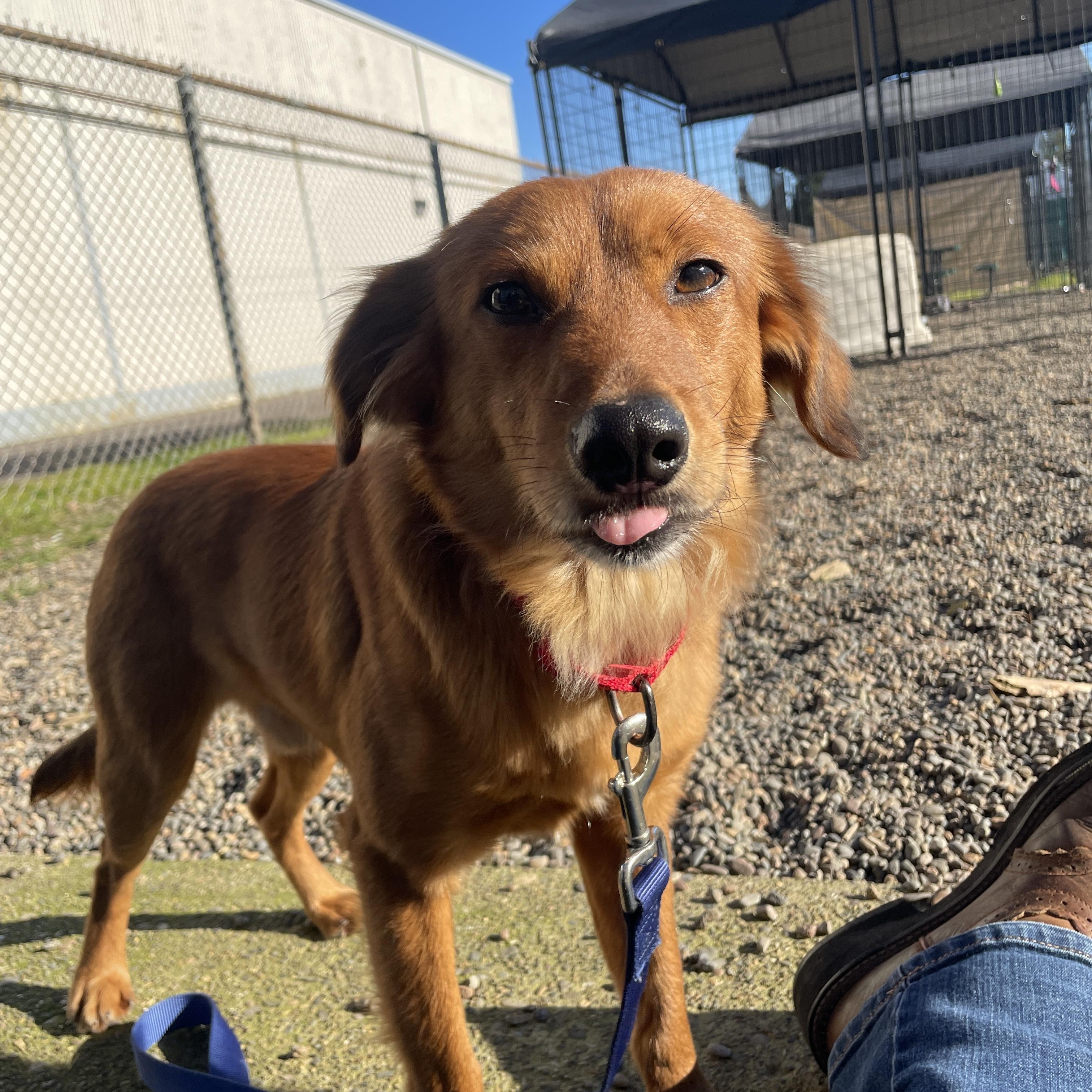 Enlarge Tod, an adopted mixed breed in Lake Oswego, OR image 5/5