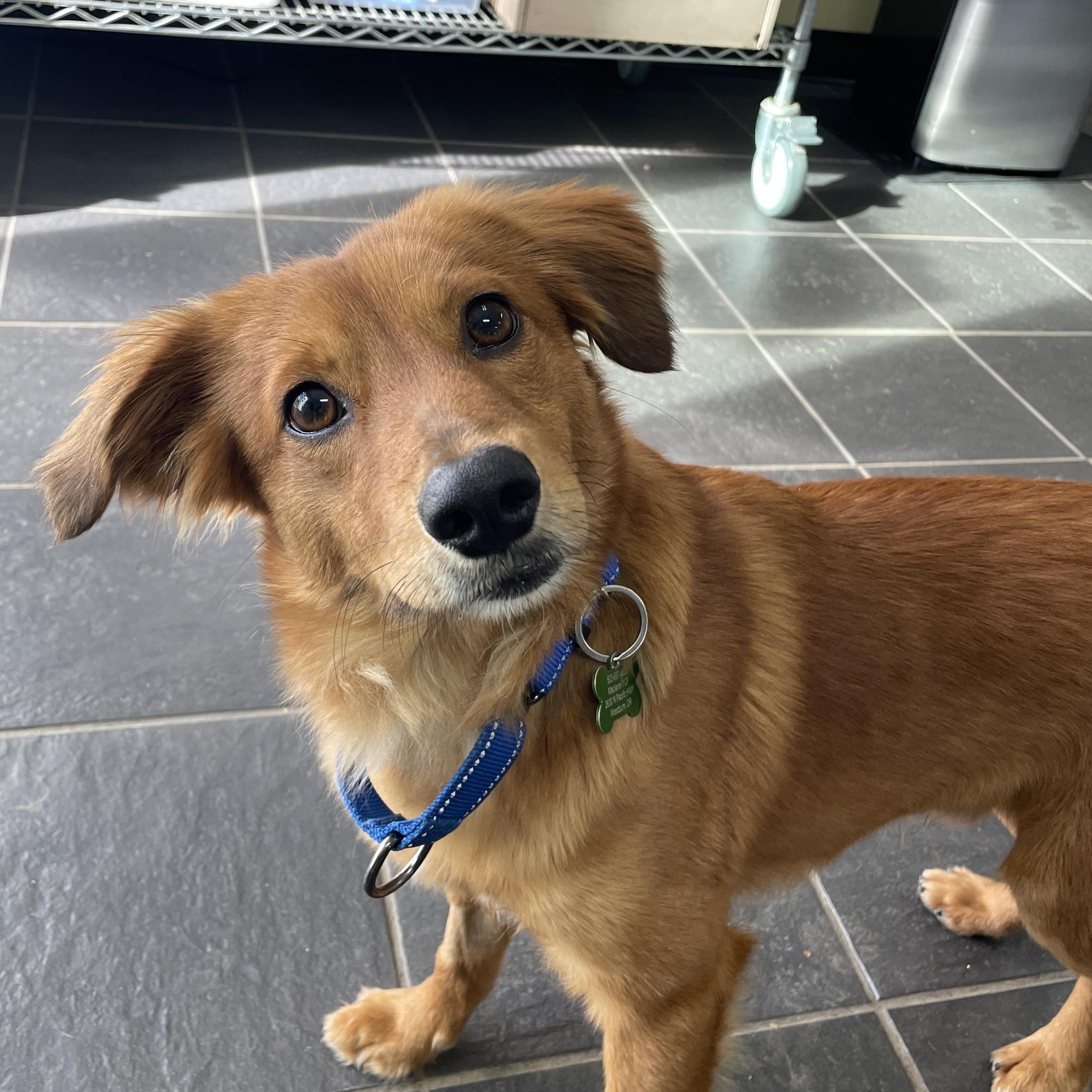 Enlarge Tod, an adopted mixed breed in Lake Oswego, OR image 2/5