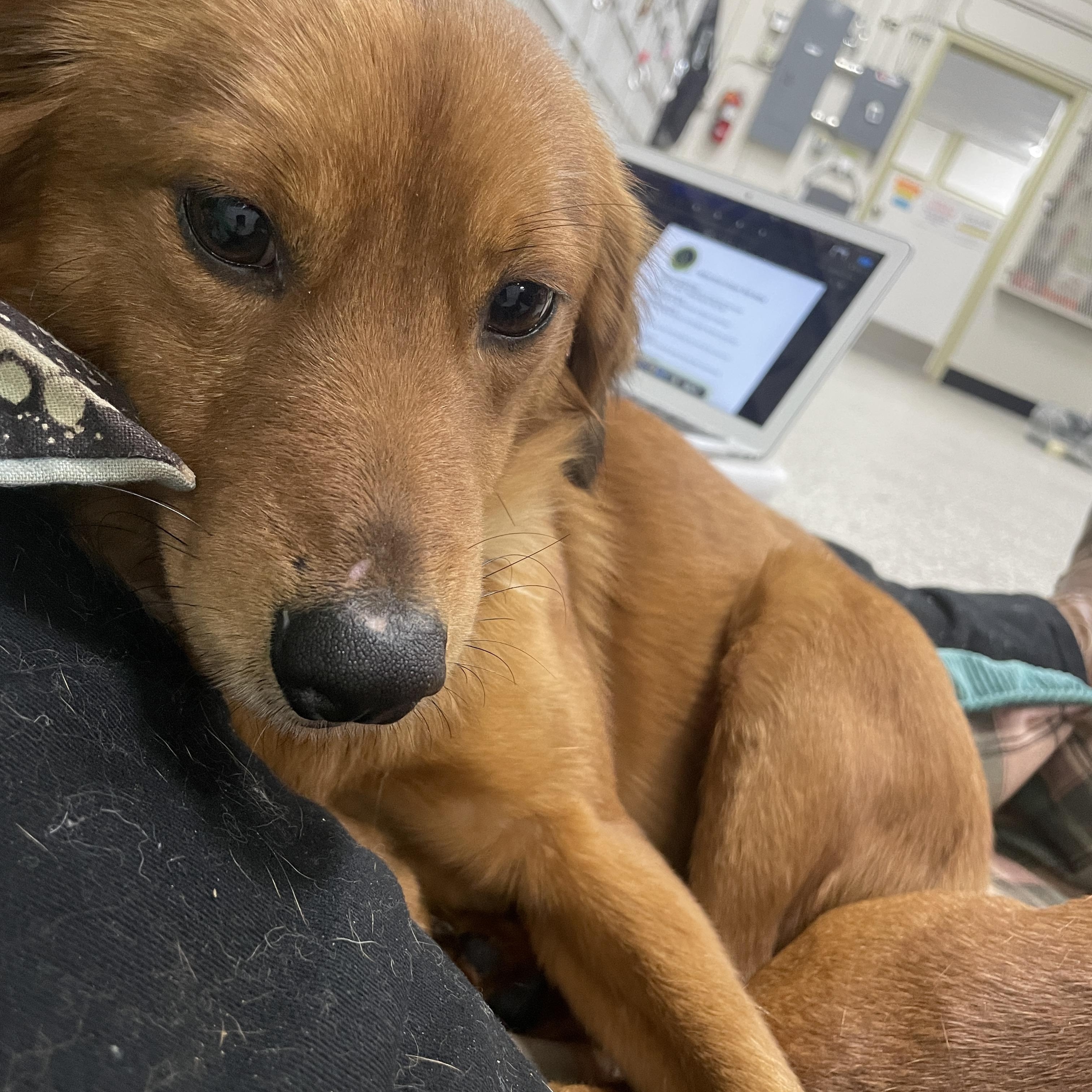 Enlarge Tod, an adopted mixed breed in Lake Oswego, OR image 4/5