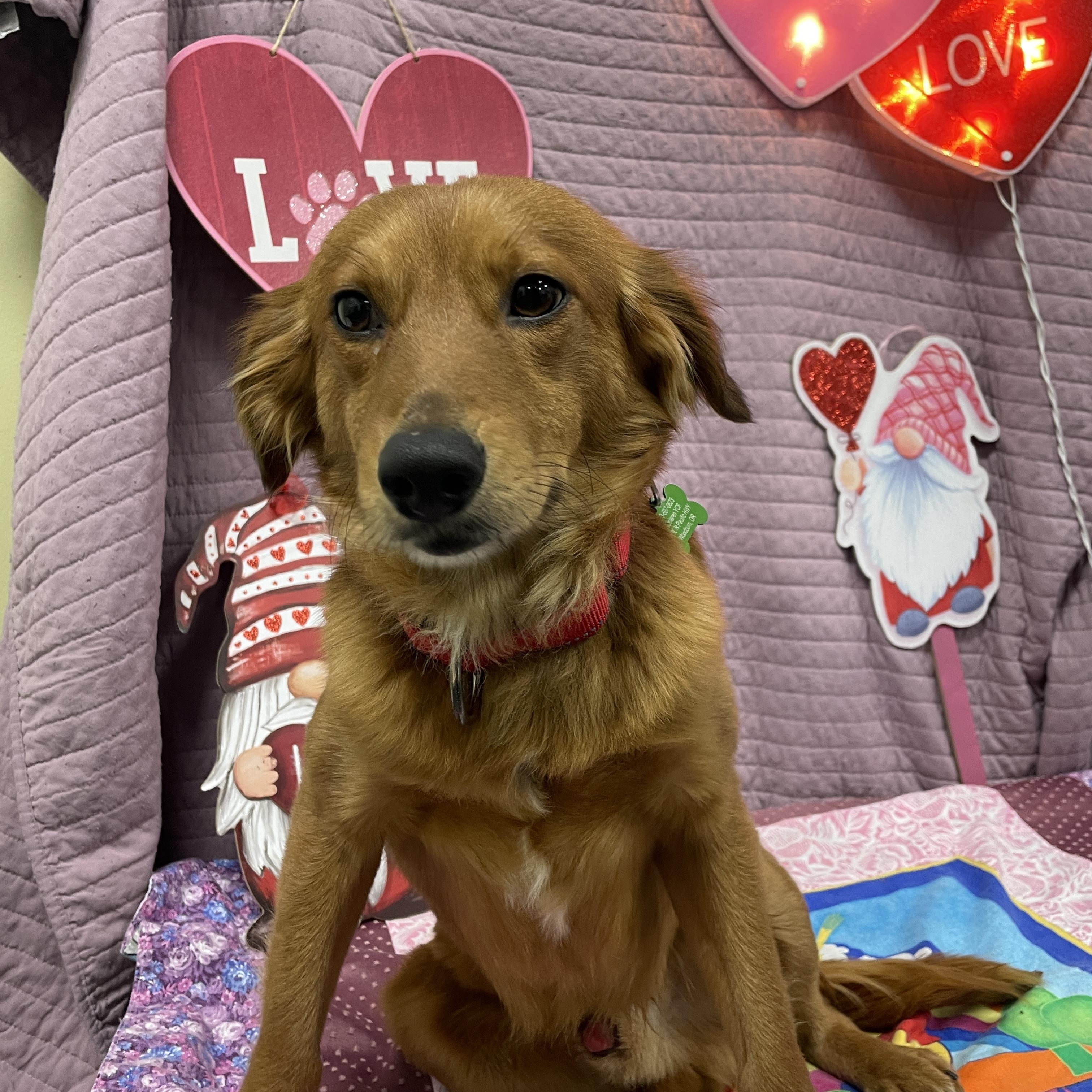 Enlarge Tod, an adopted mixed breed in Lake Oswego, OR image 1/5