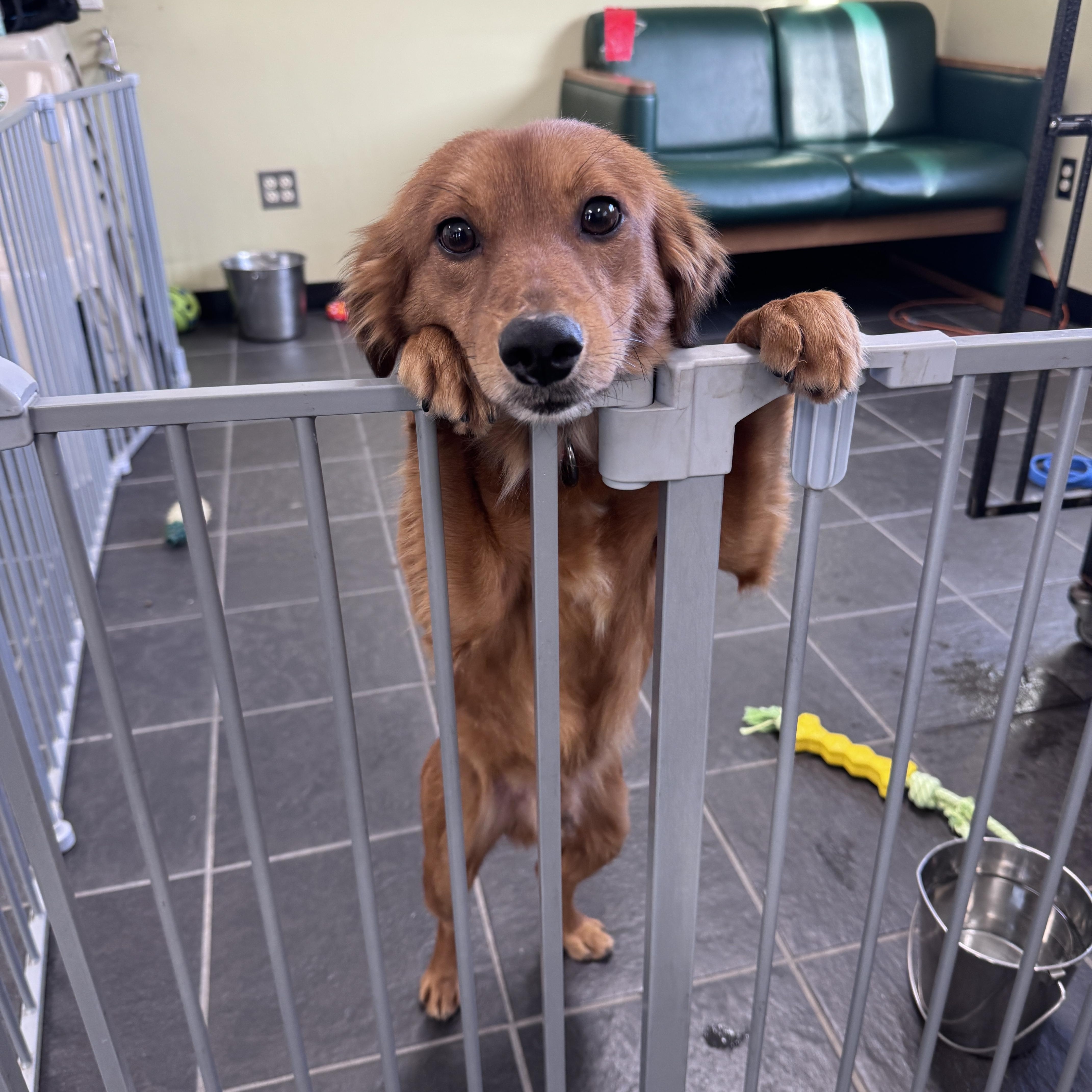 Enlarge Tod, an adopted mixed breed in Lake Oswego, OR image 3/5