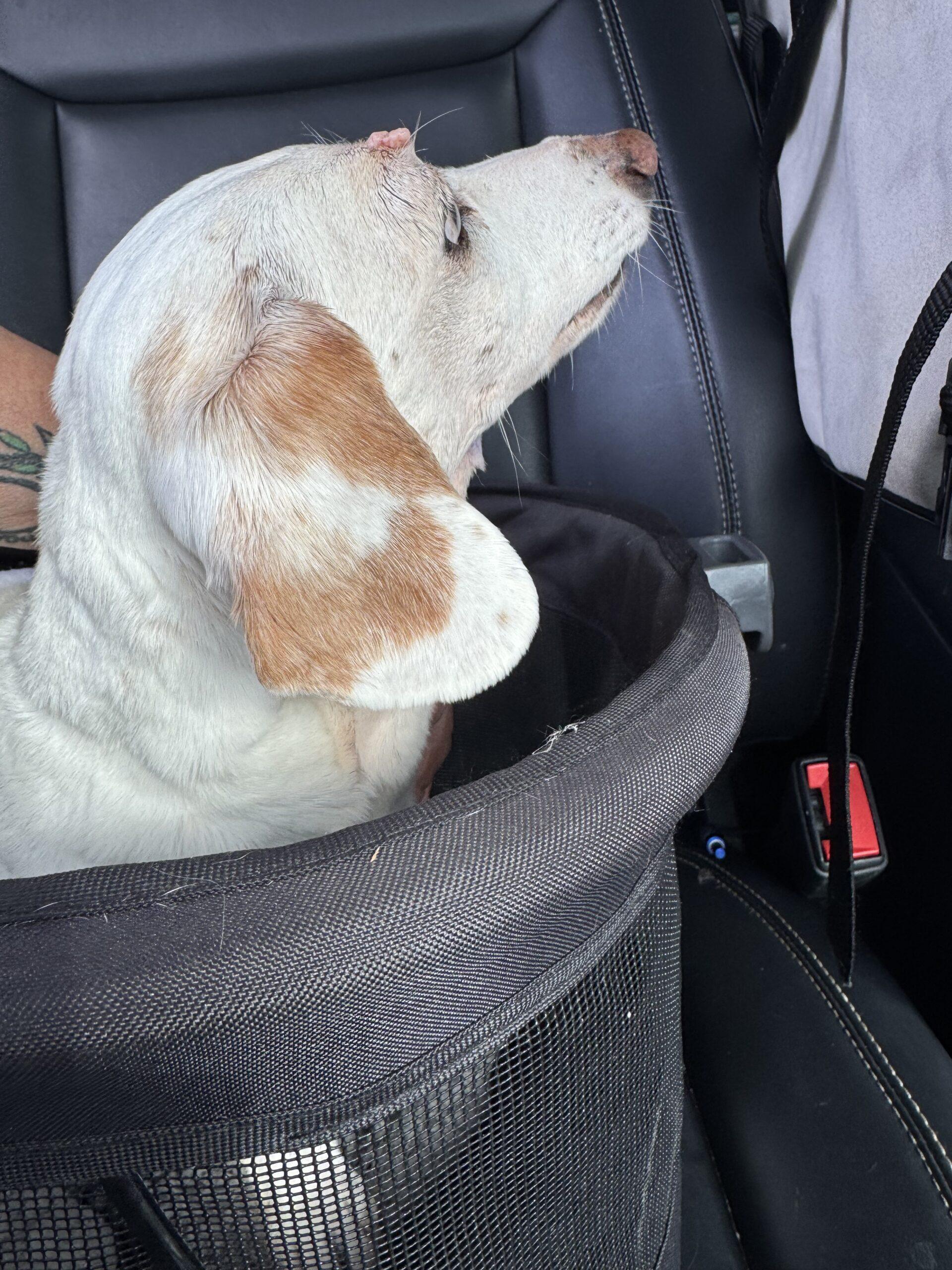 Shorty, Adoptable, Senior Male Dachshund.