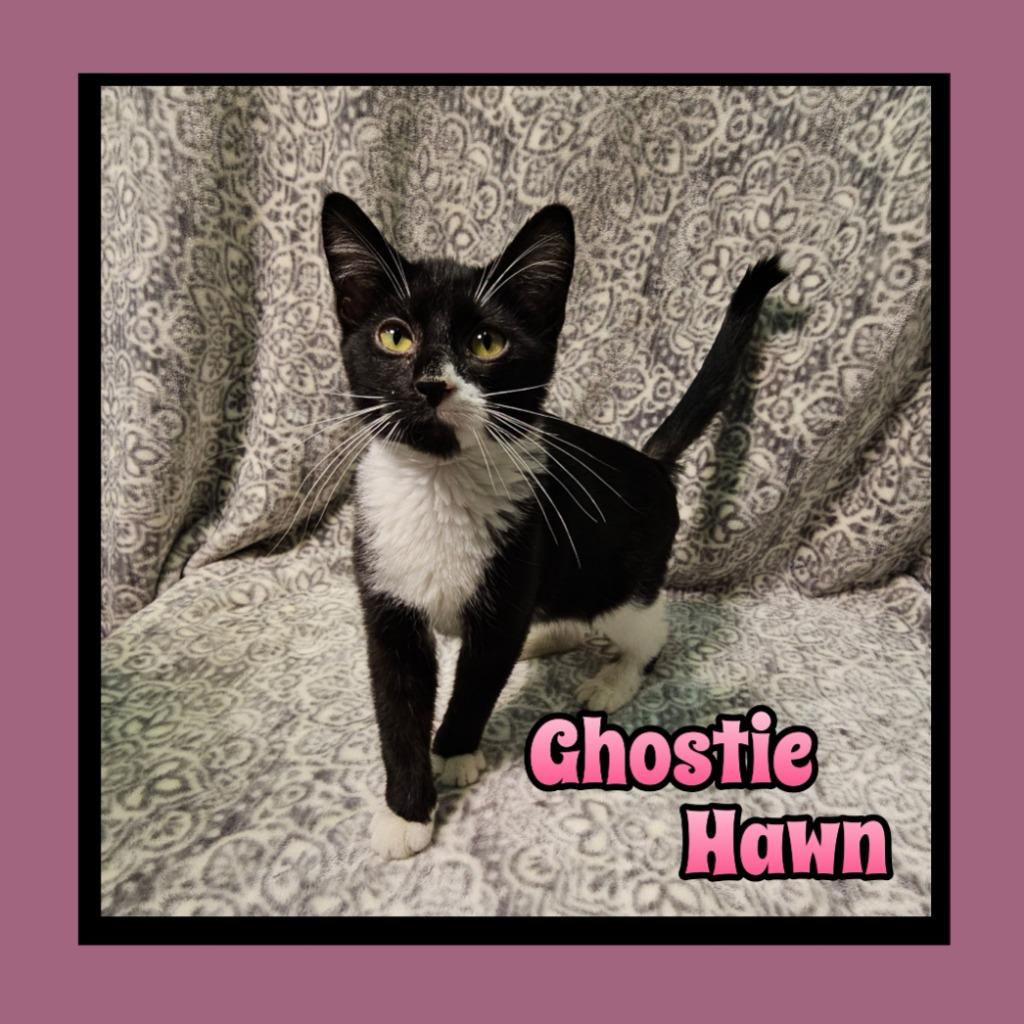 Enlarge Ghostie Hawn, a Adoptable Domestic Short Hair in Jacksonville, IL image 1/1