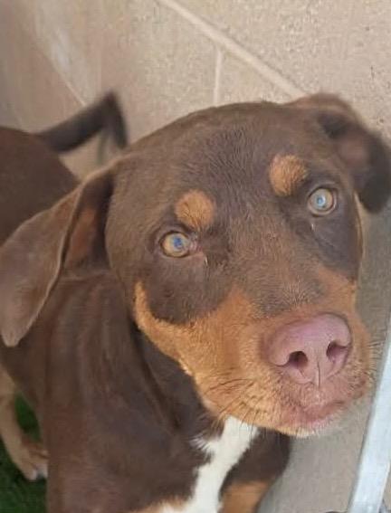 Lady, Adoptable, Puppy Female Labrador Retriever.