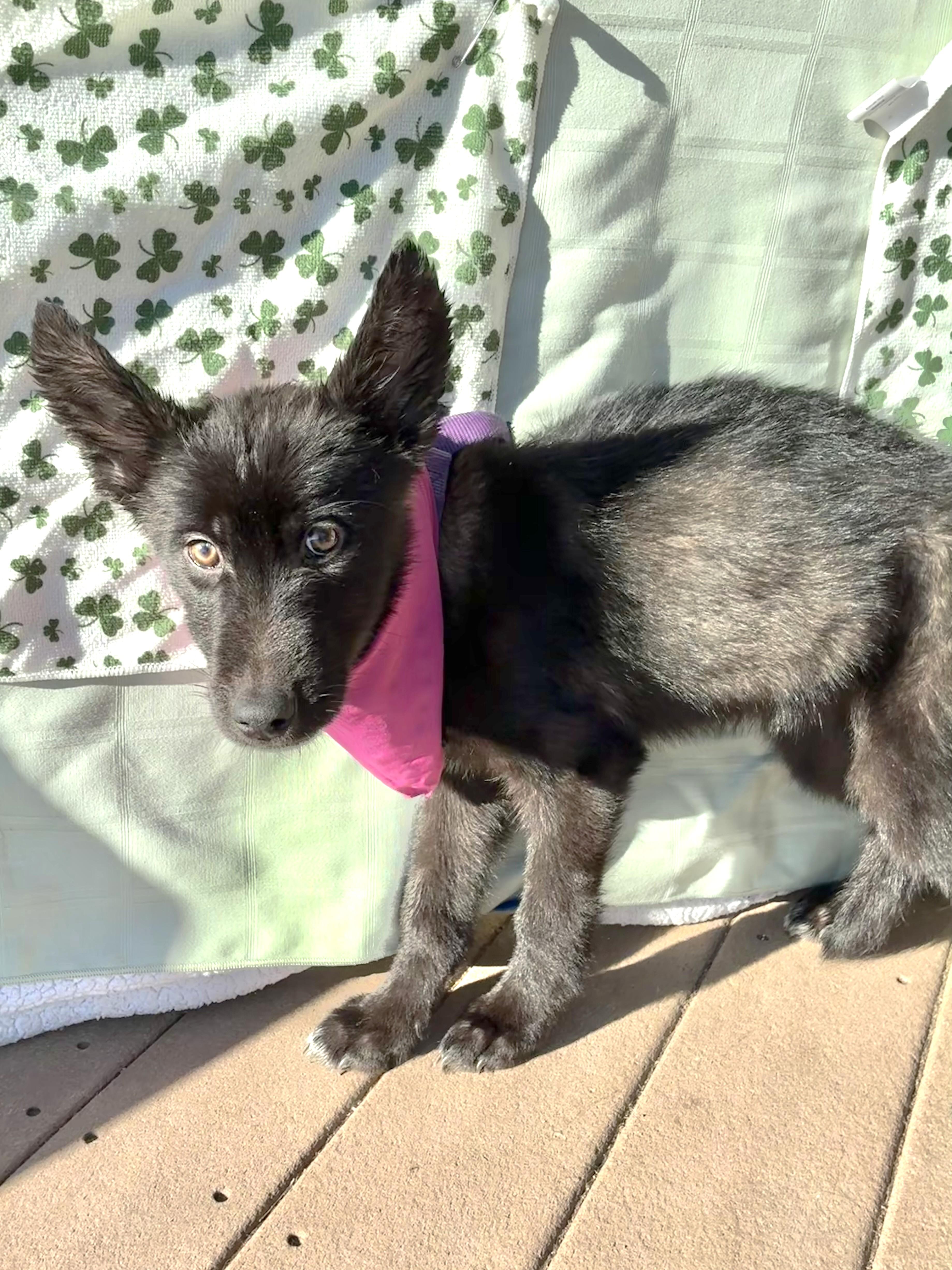 Kortnee, Adoptable, Puppy Female German Shepherd Dog & Husky.