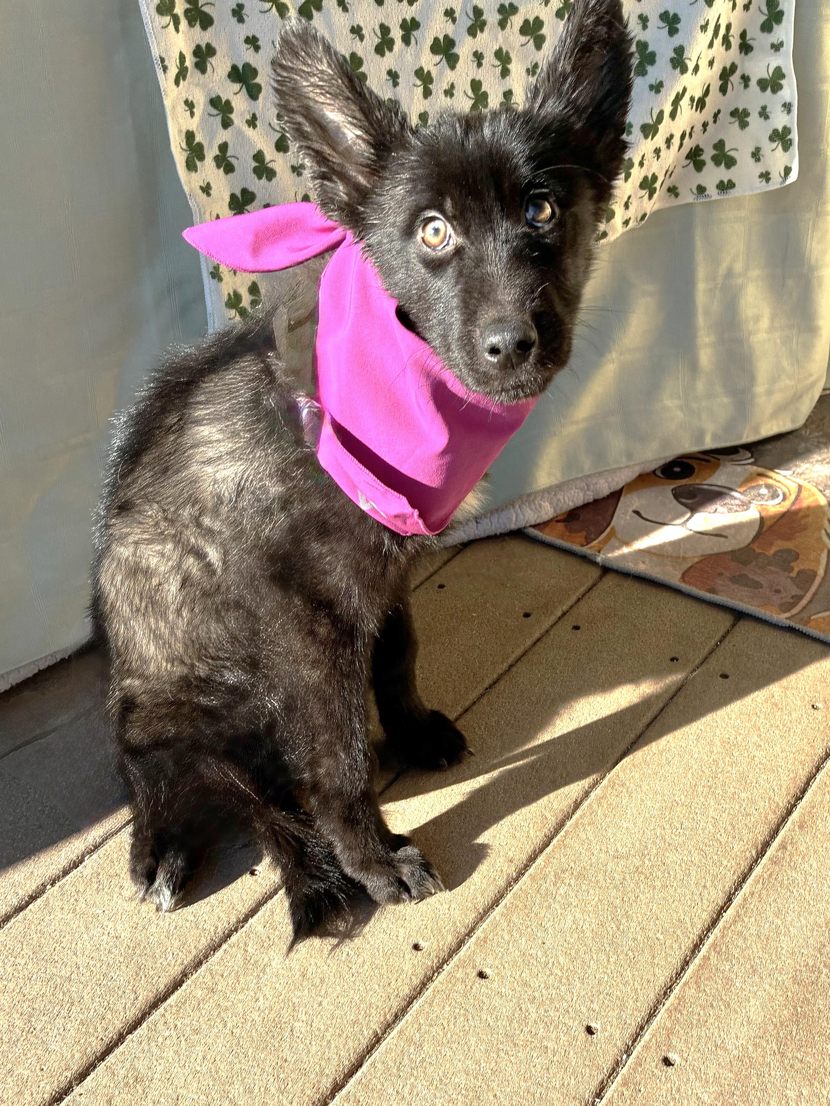 Kortnee, a Adoptable mixed breed in West Chicago, IL image 2/3