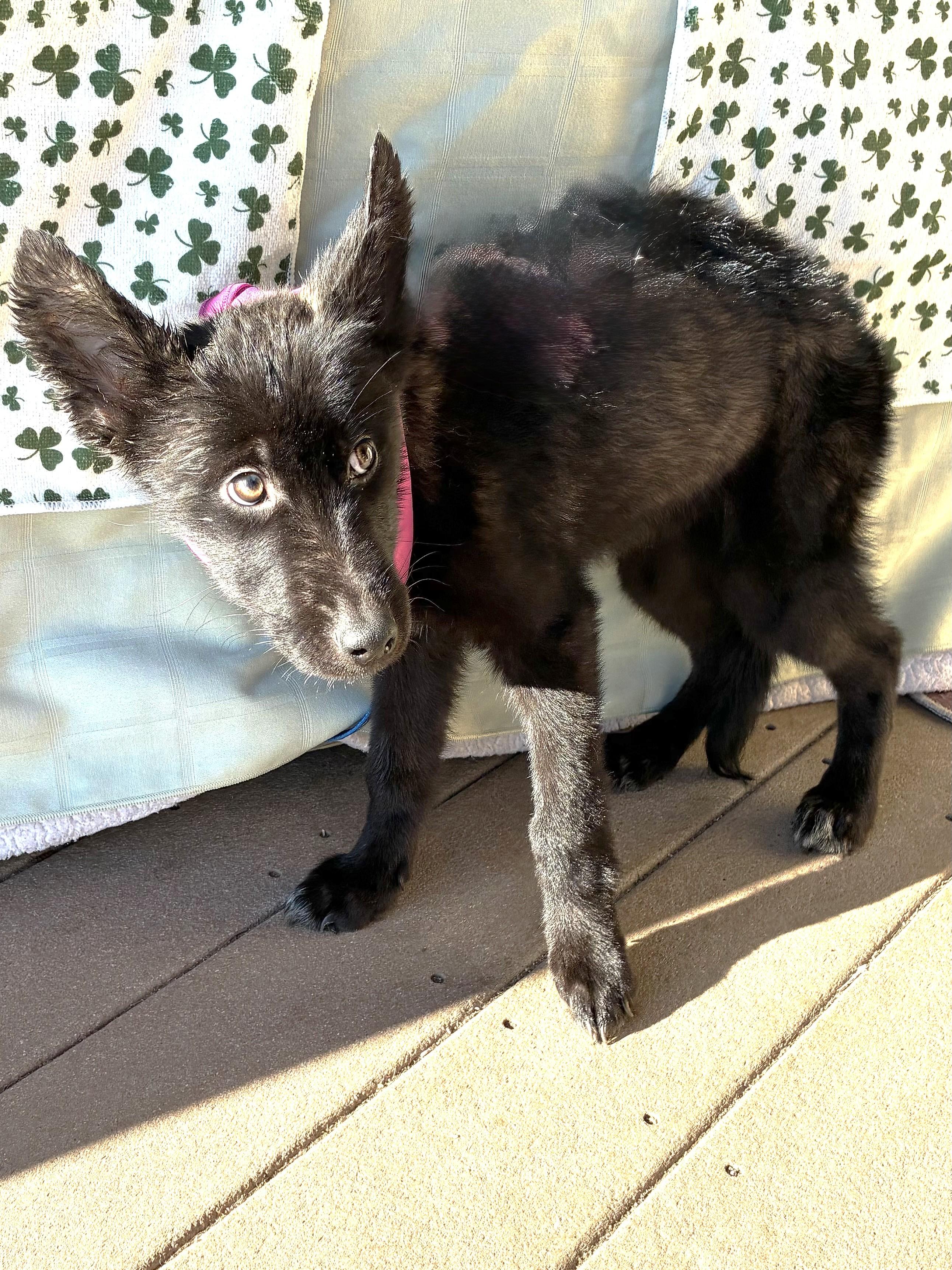 Kortnee, a Adoptable mixed breed in West Chicago, IL image 3/3