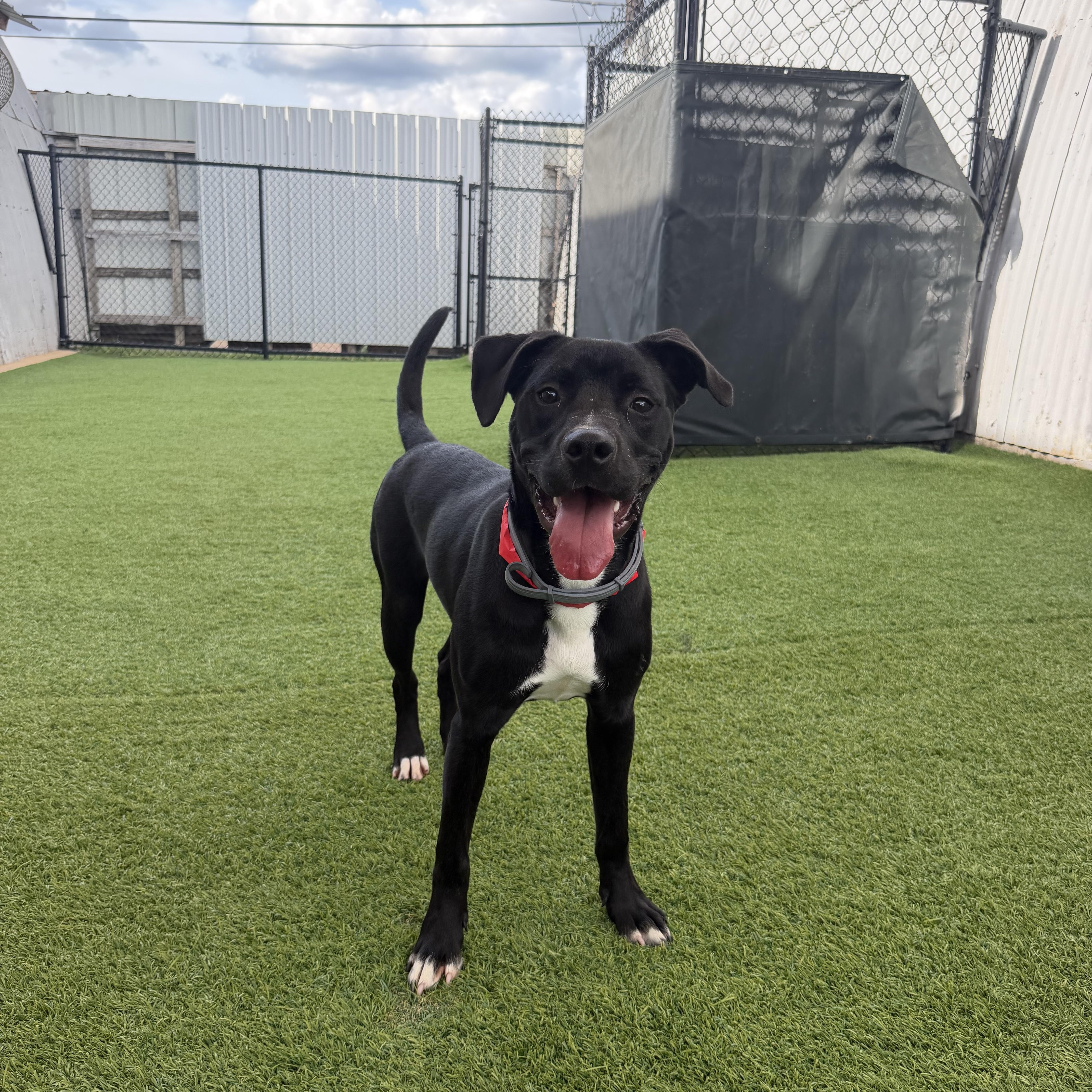 Enlarge Bingo, a Adoptable mixed breed in Birmingham, AL image 3/6