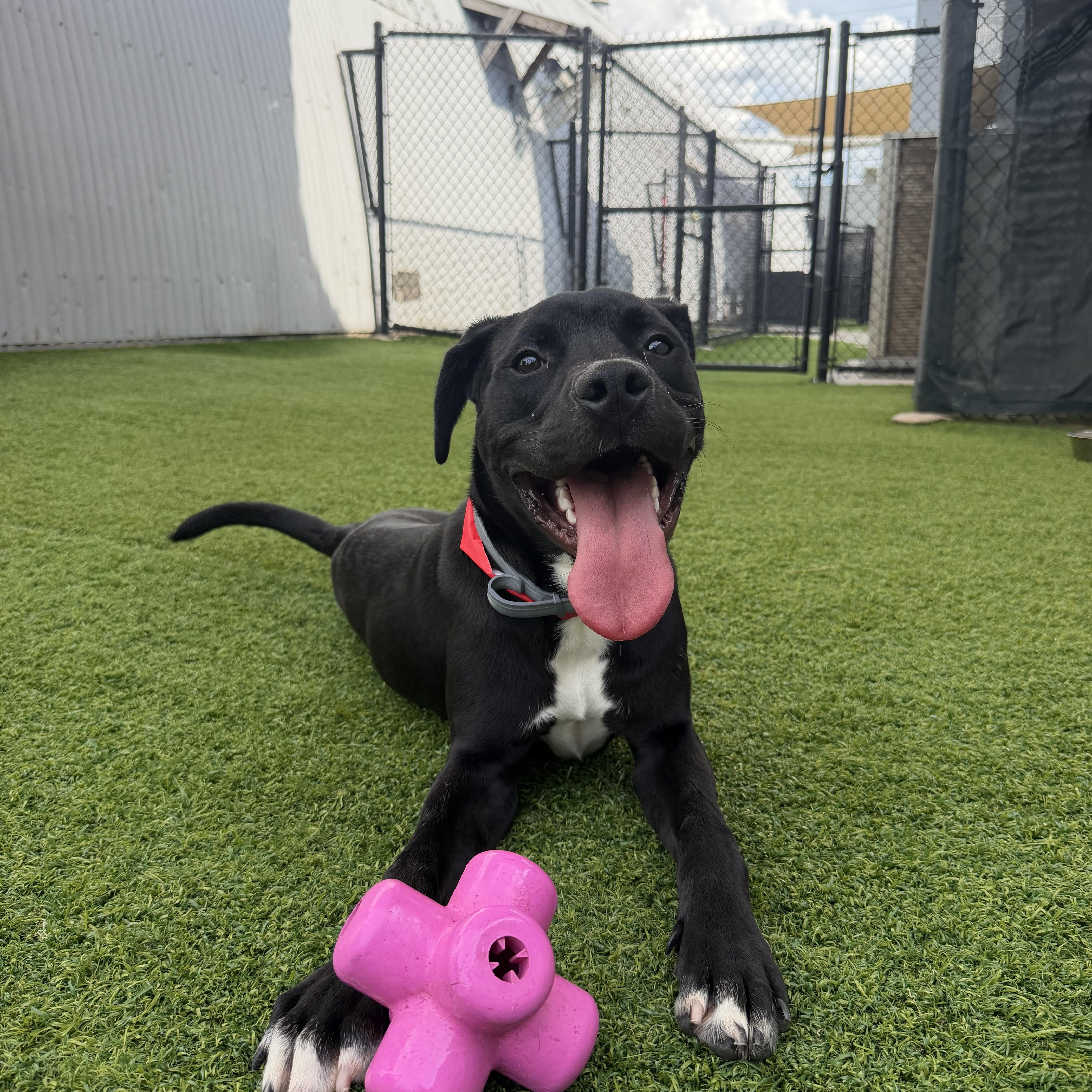 Bingo, Adoptable, Young Male Black Labrador Retriever.
