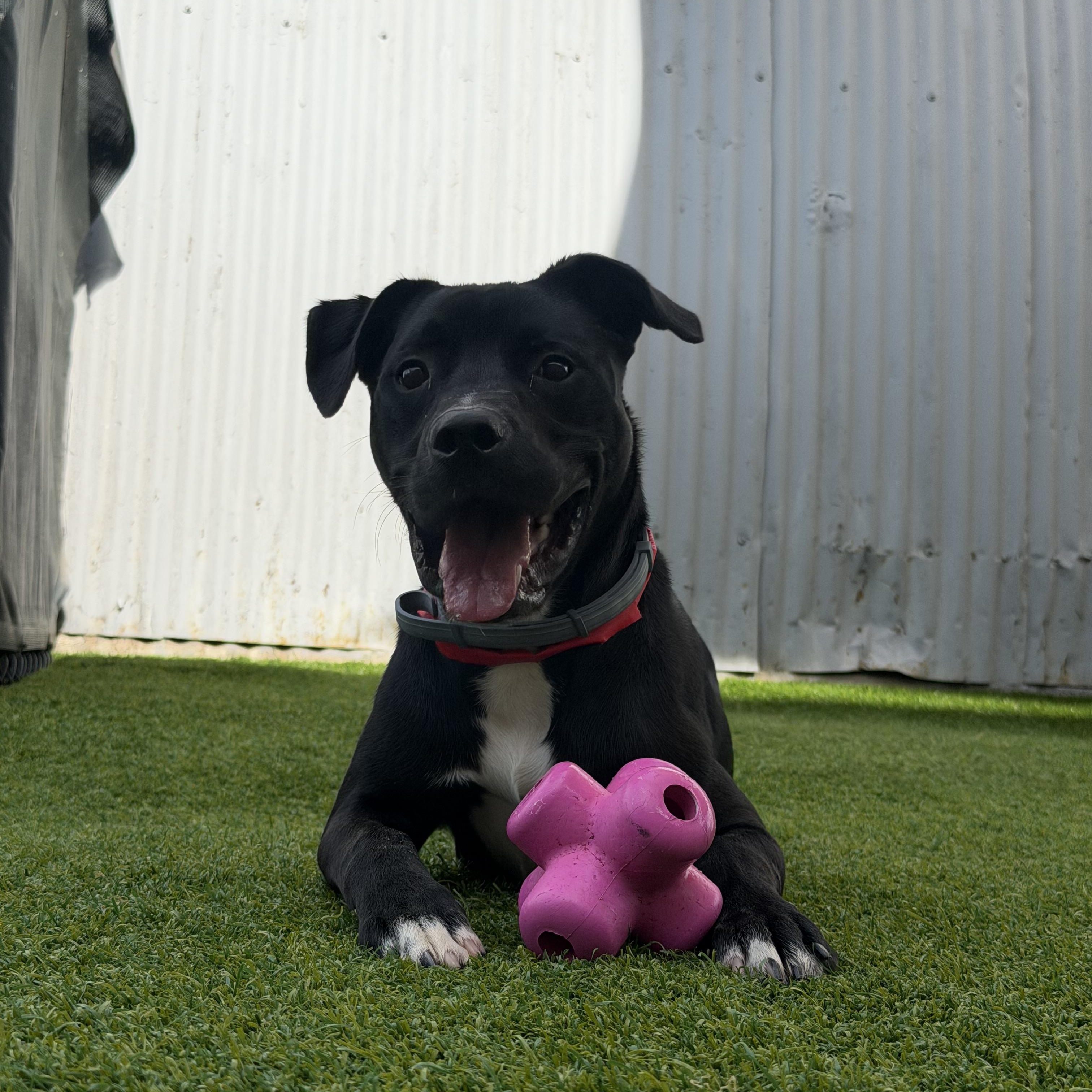 Enlarge Bingo, a Adoptable mixed breed in Birmingham, AL image 5/6