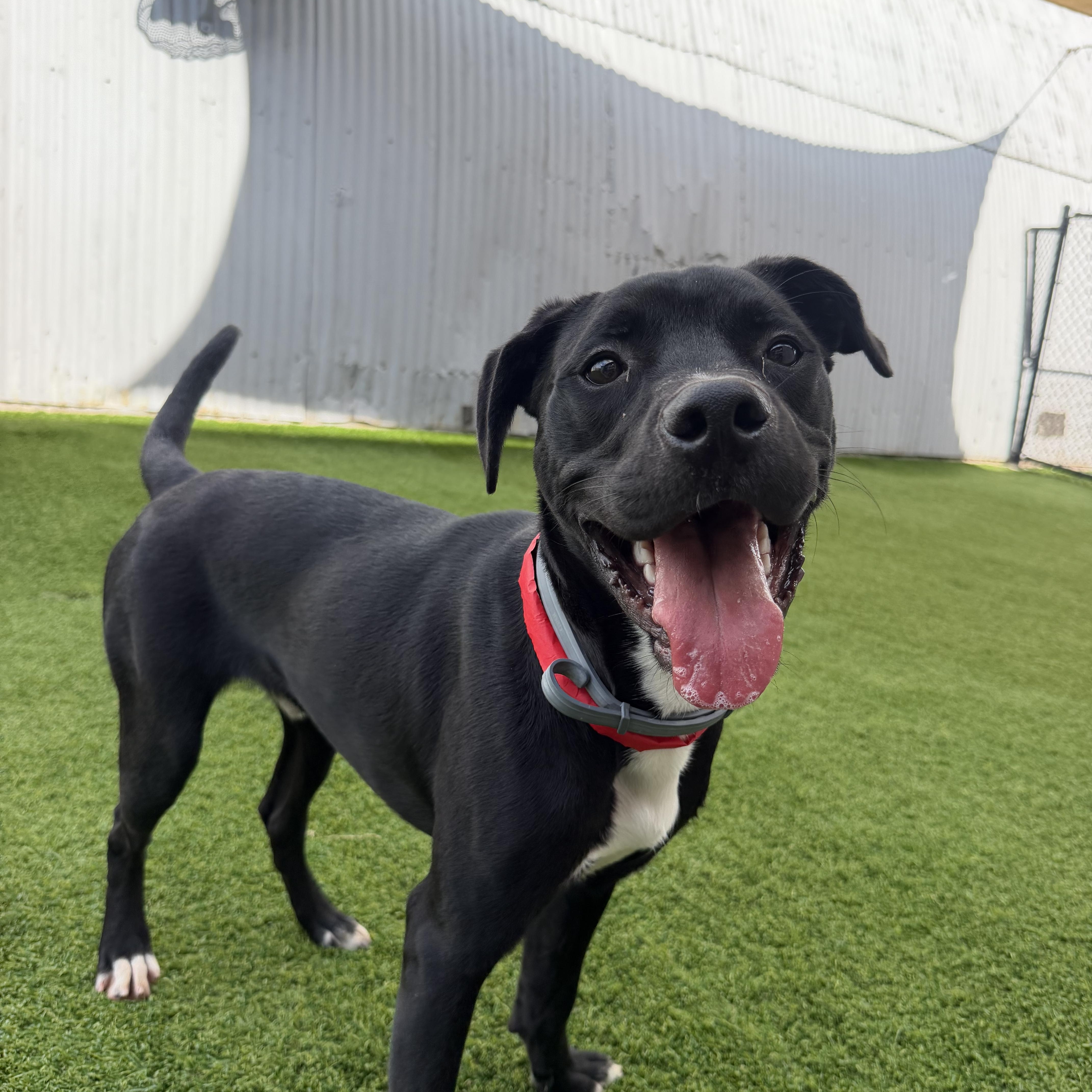 Enlarge Bingo, a Adoptable mixed breed in Birmingham, AL image 4/6