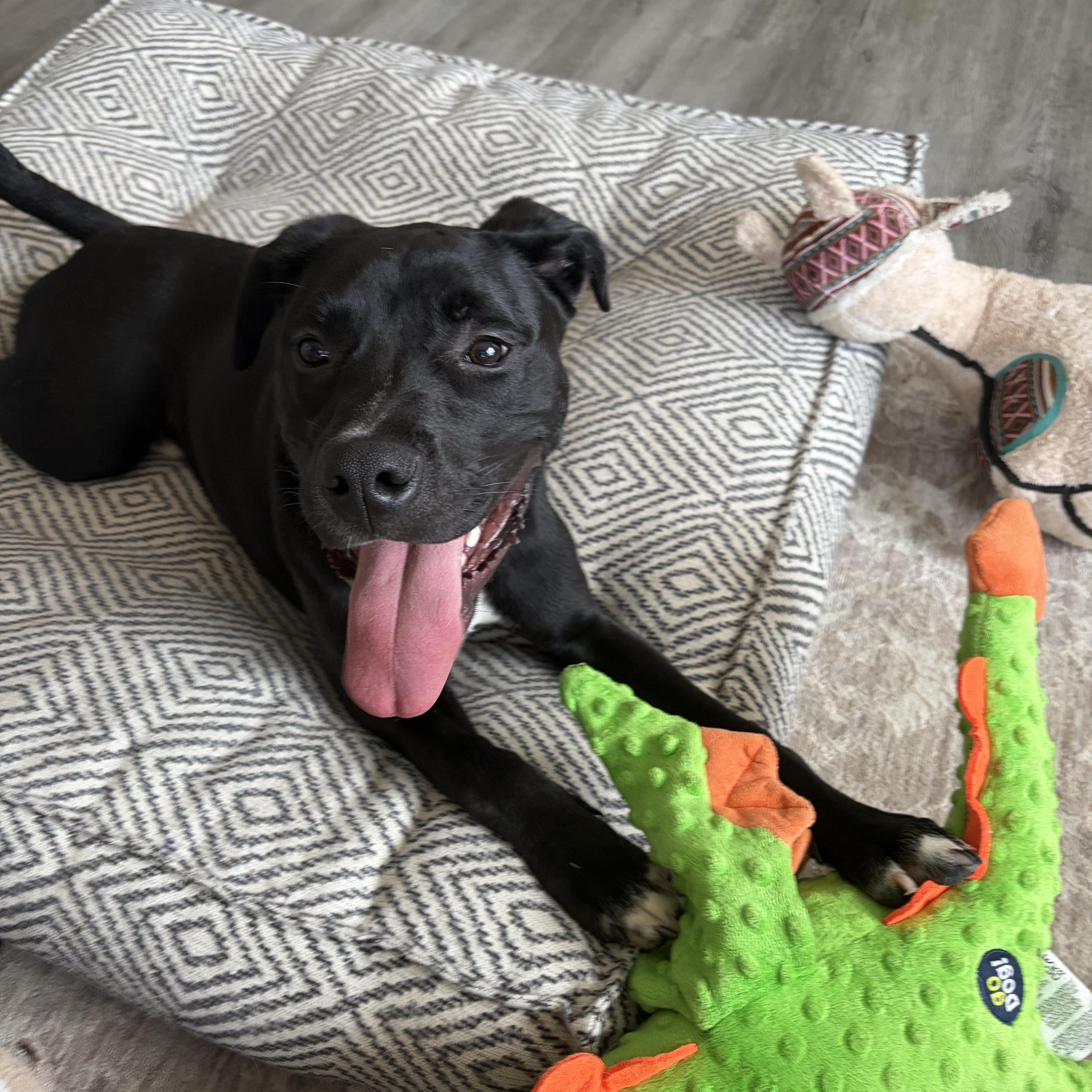 Enlarge Bingo, a Adoptable mixed breed in Birmingham, AL image 2/6