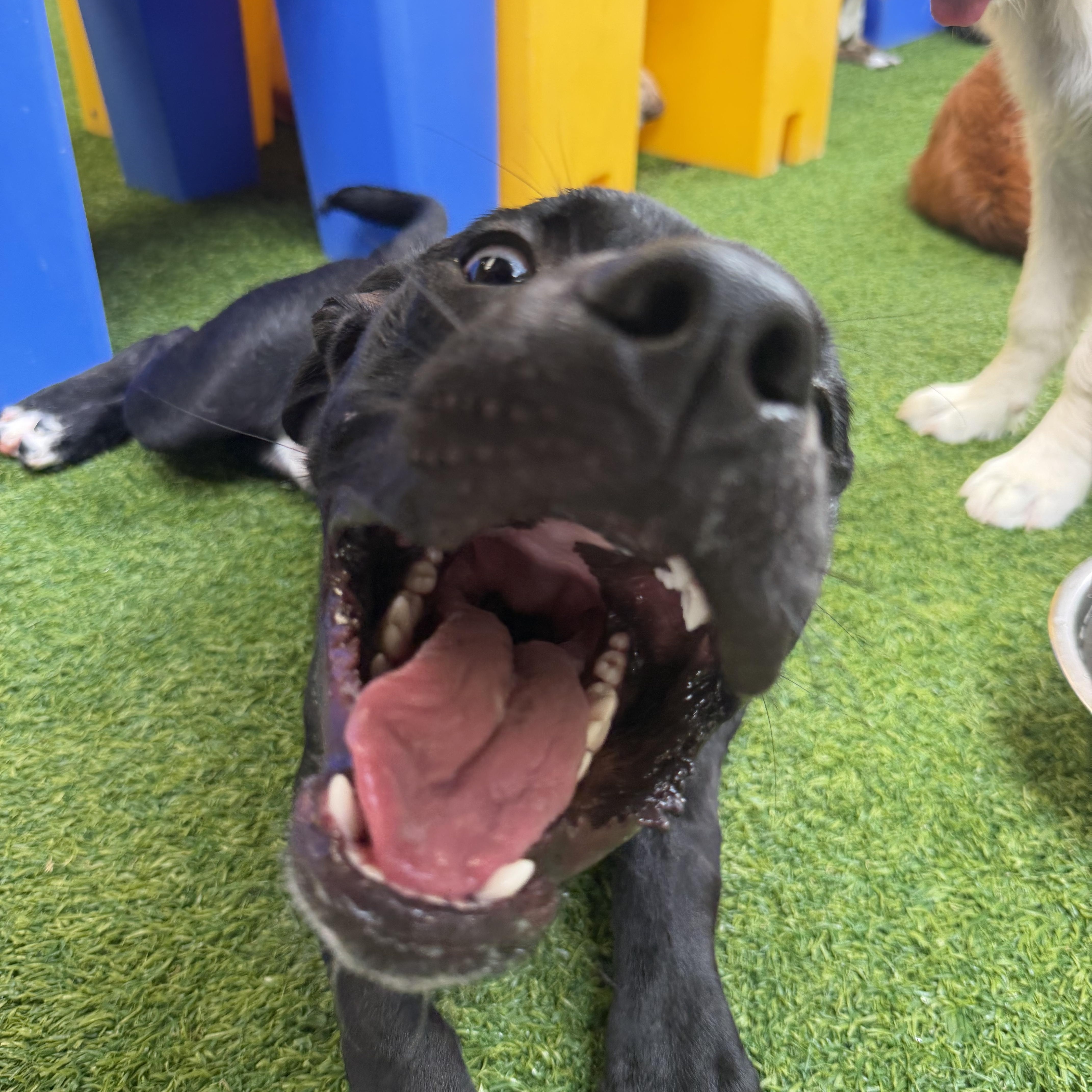 Bingo, a ADOPTABLE mixed breed in Birmingham, AL image 6/6