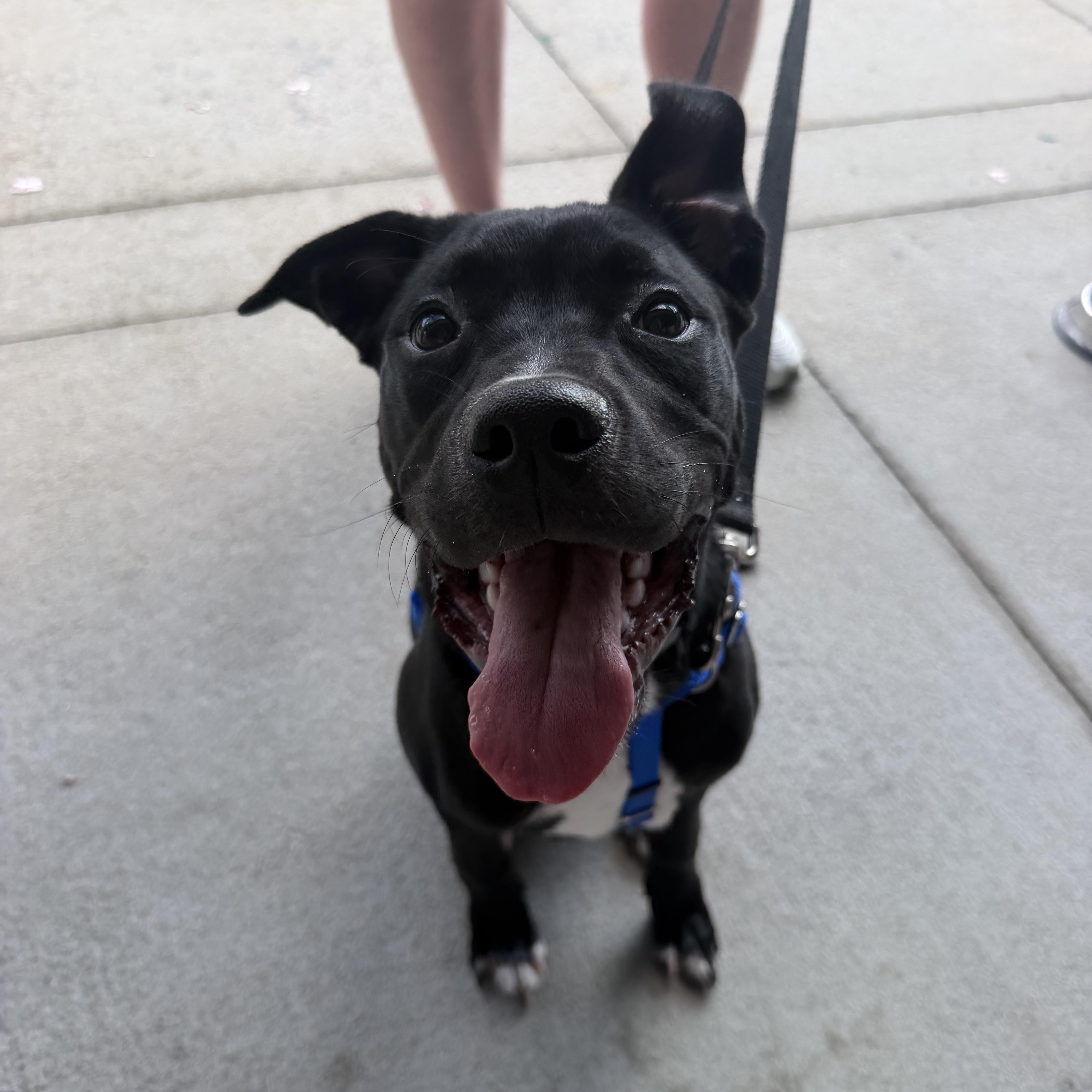Bingo, a ADOPTABLE mixed breed in Birmingham, AL image 3/6