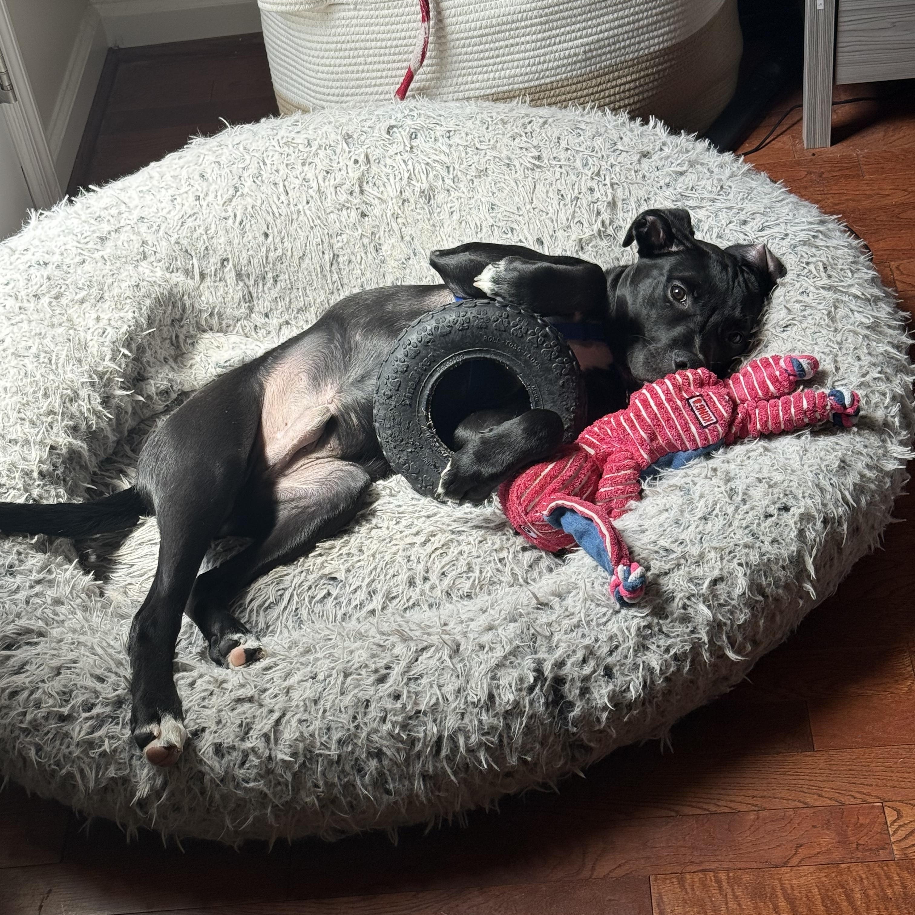 Bingo, a ADOPTABLE mixed breed in Birmingham, AL image 5/6