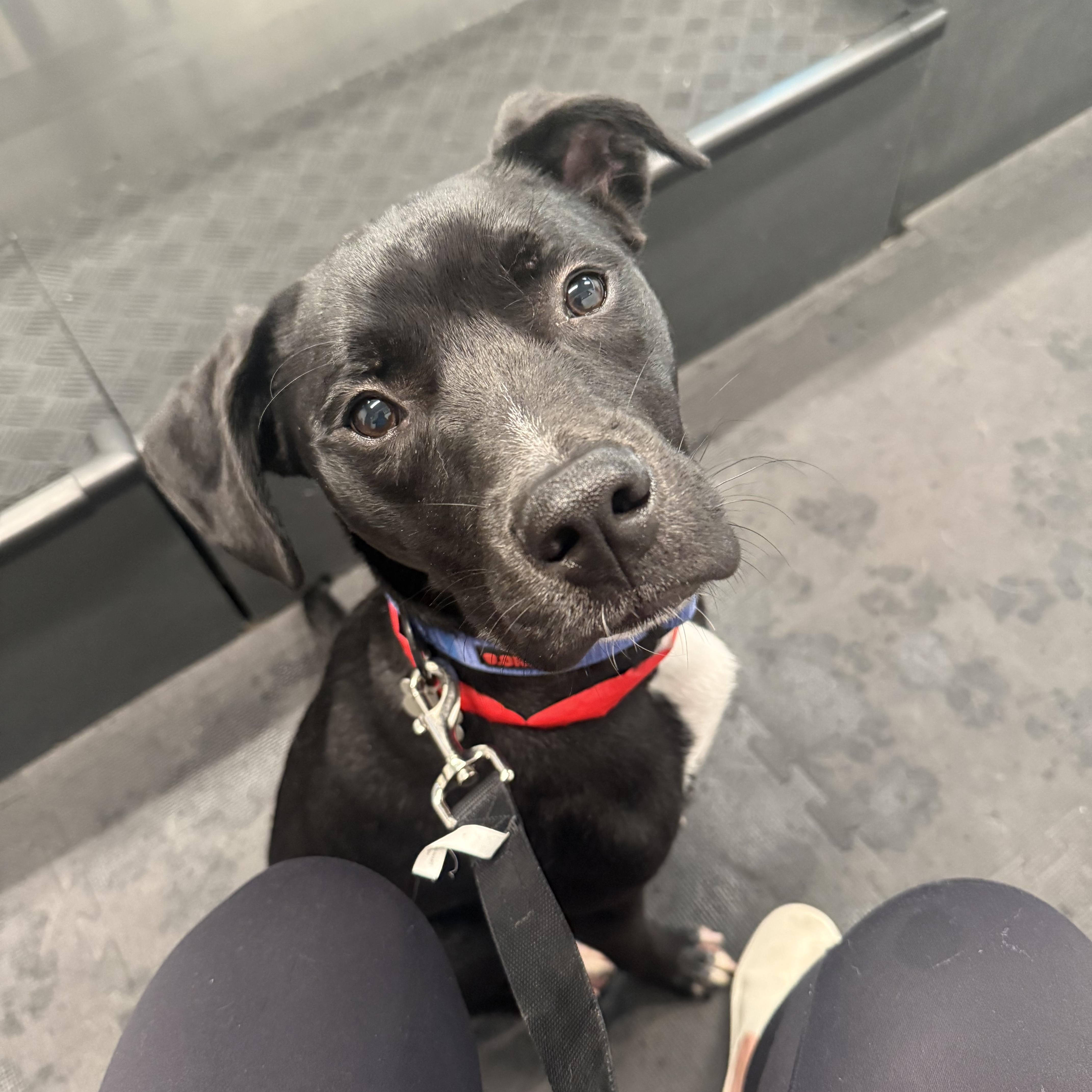 Enlarge Bingo, a Adoptable mixed breed in Birmingham, AL image 6/6