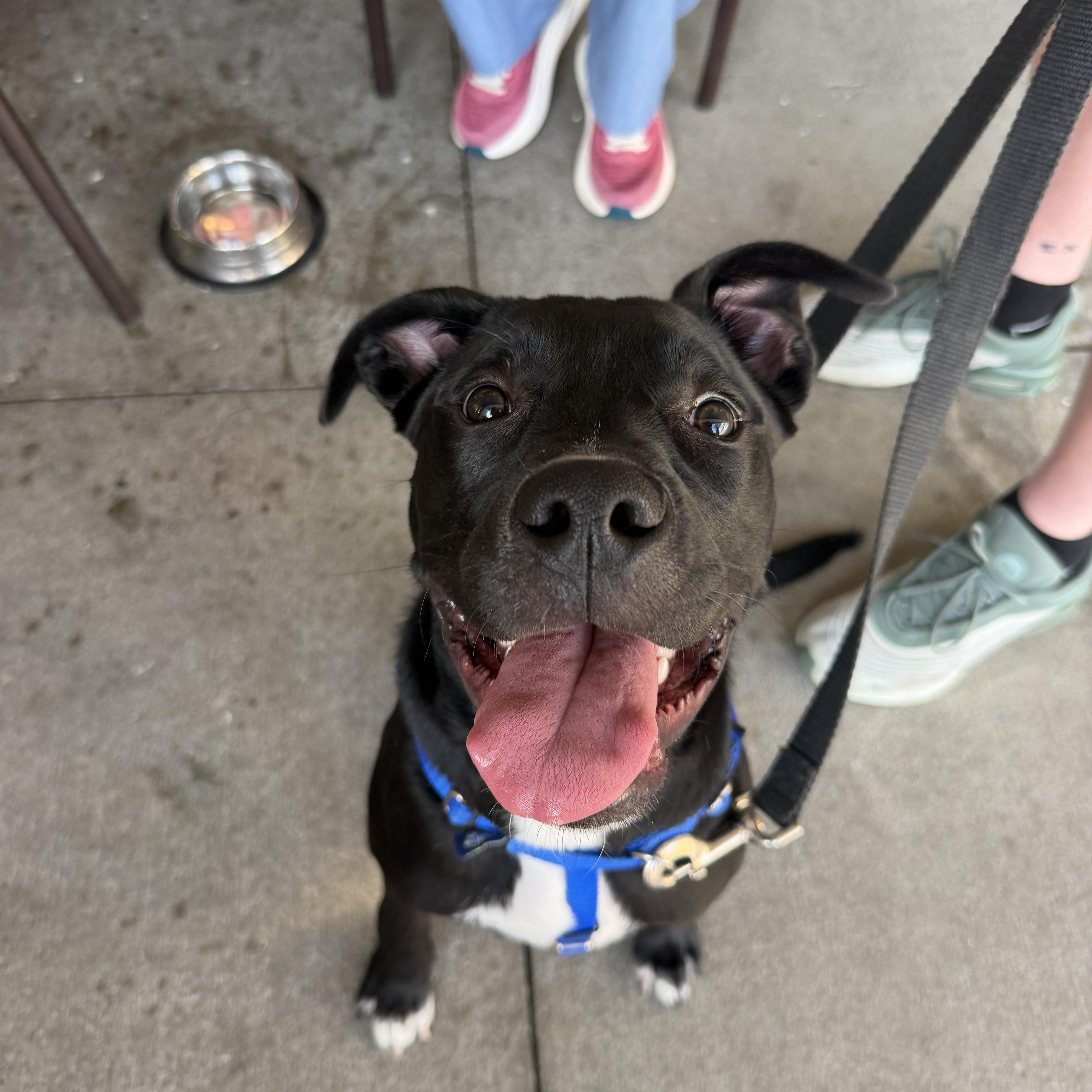 Bingo, a ADOPTABLE mixed breed in Birmingham, AL image 1/6