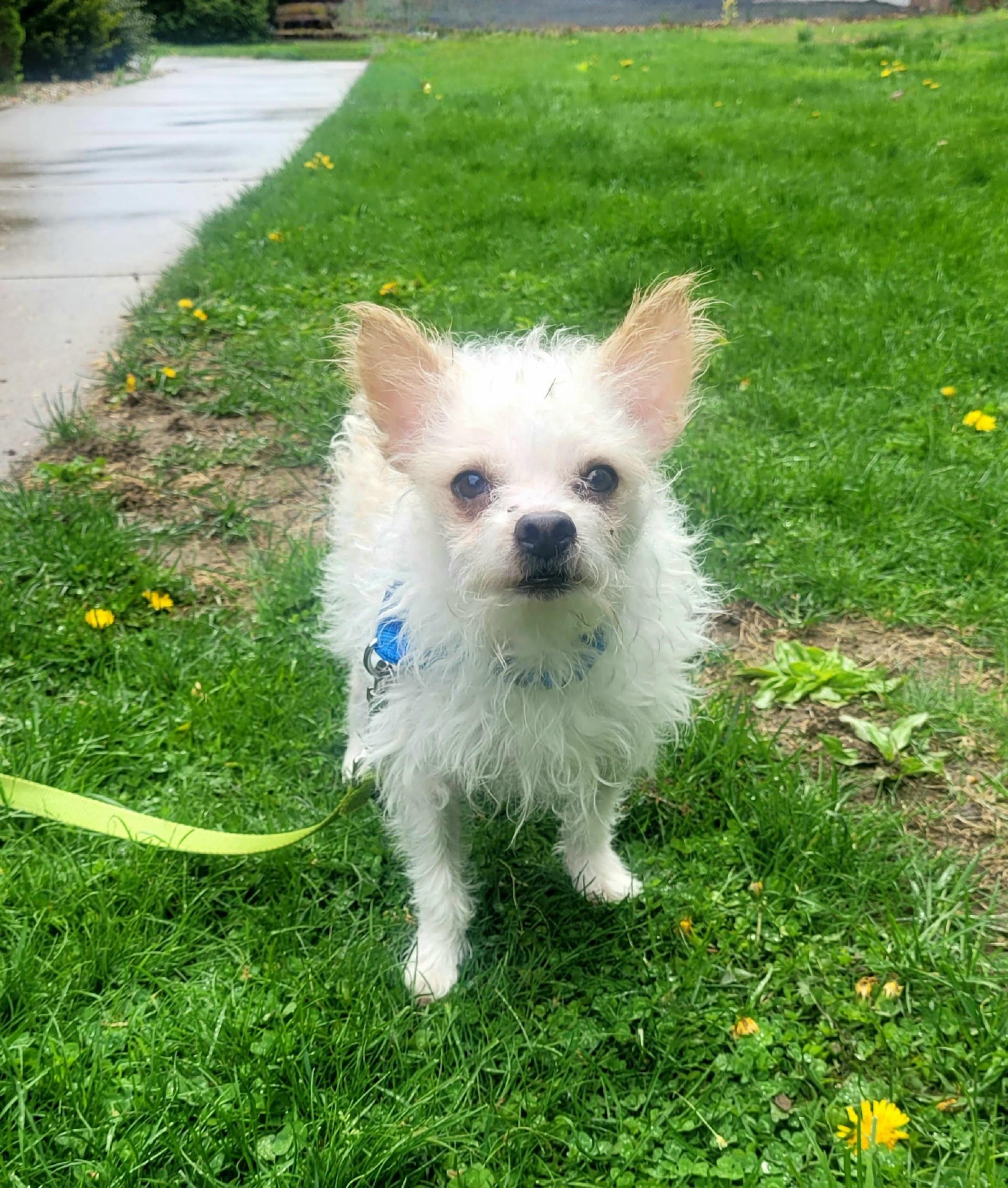 SAM Brady Bunch, a Adoptable mixed breed in Terryville, CT image 1/6