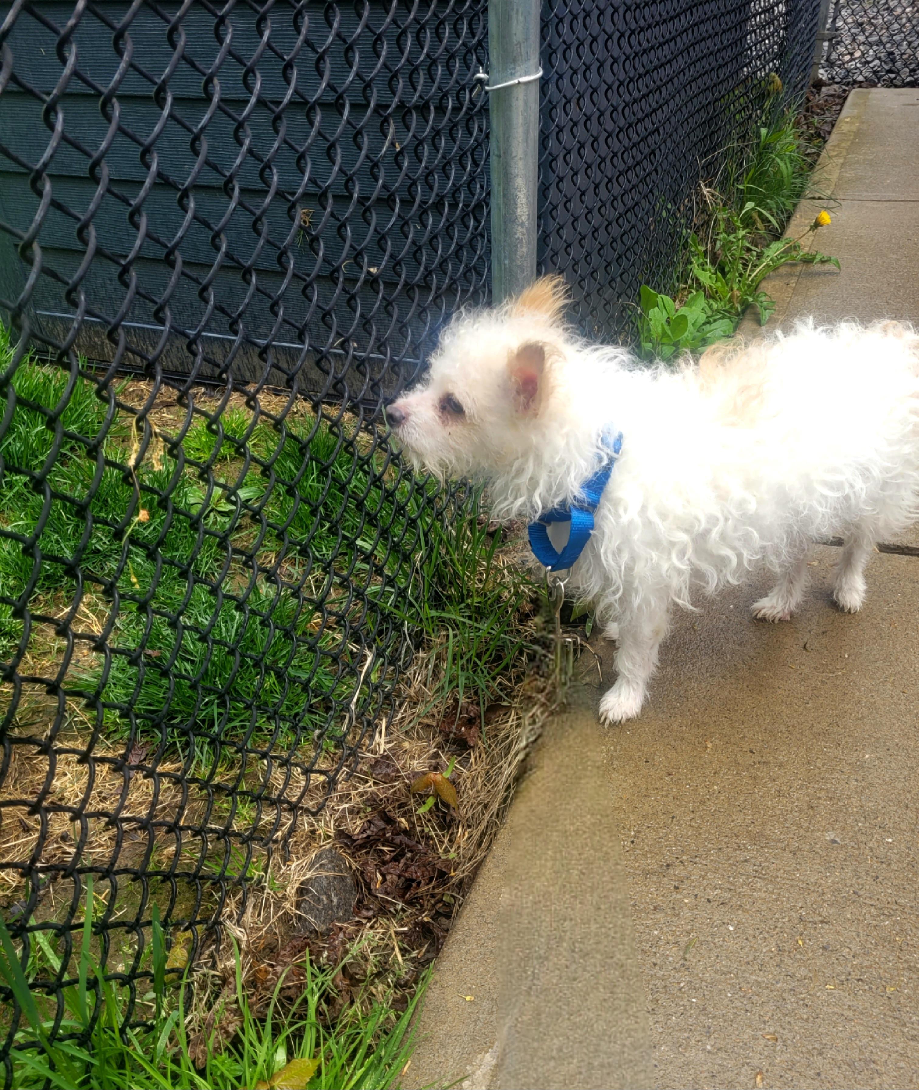 SAM Brady Bunch, a Adoptable mixed breed in Terryville, CT image 2/6