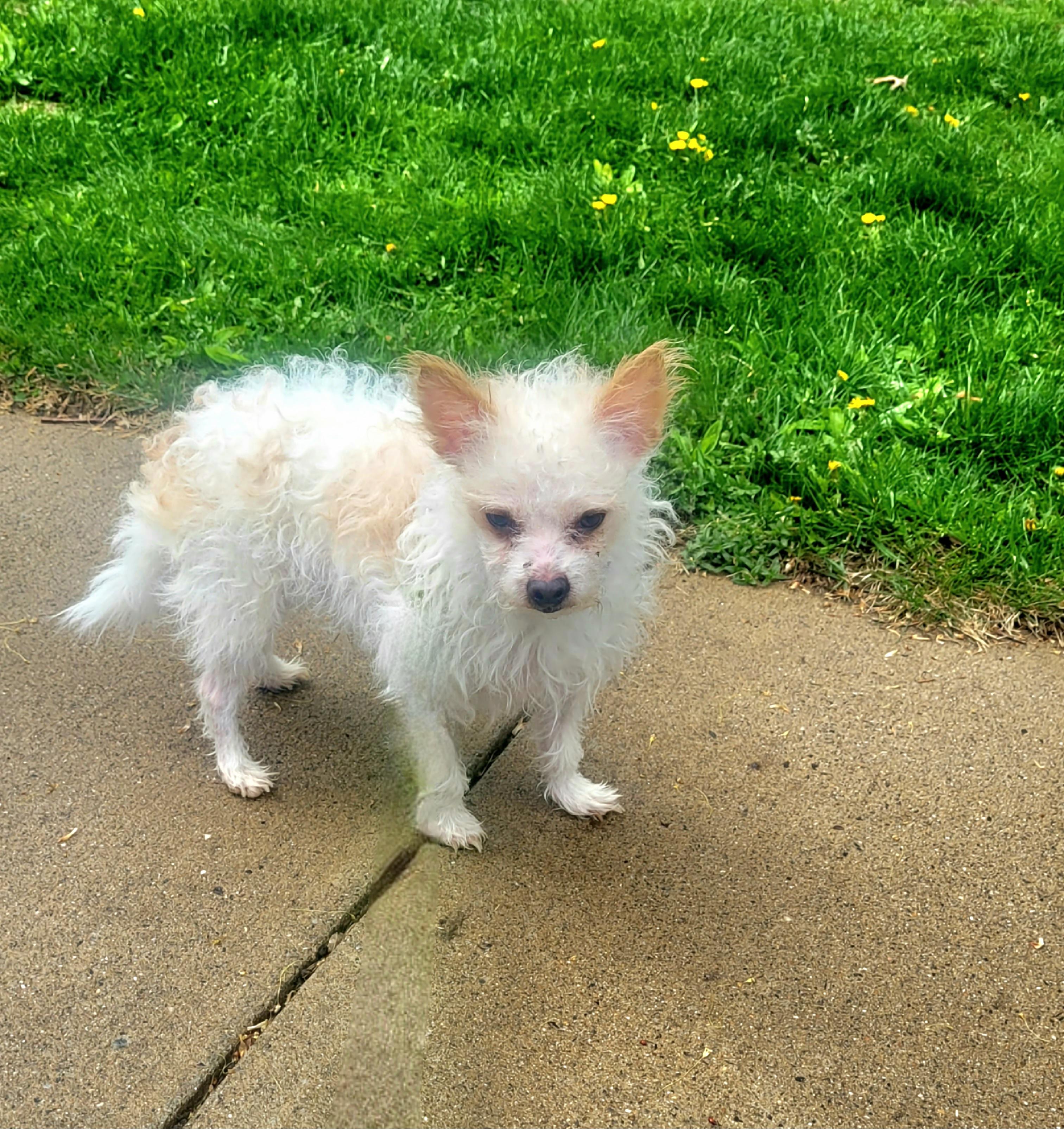 SAM Brady Bunch, a Adoptable mixed breed in Terryville, CT image 3/6