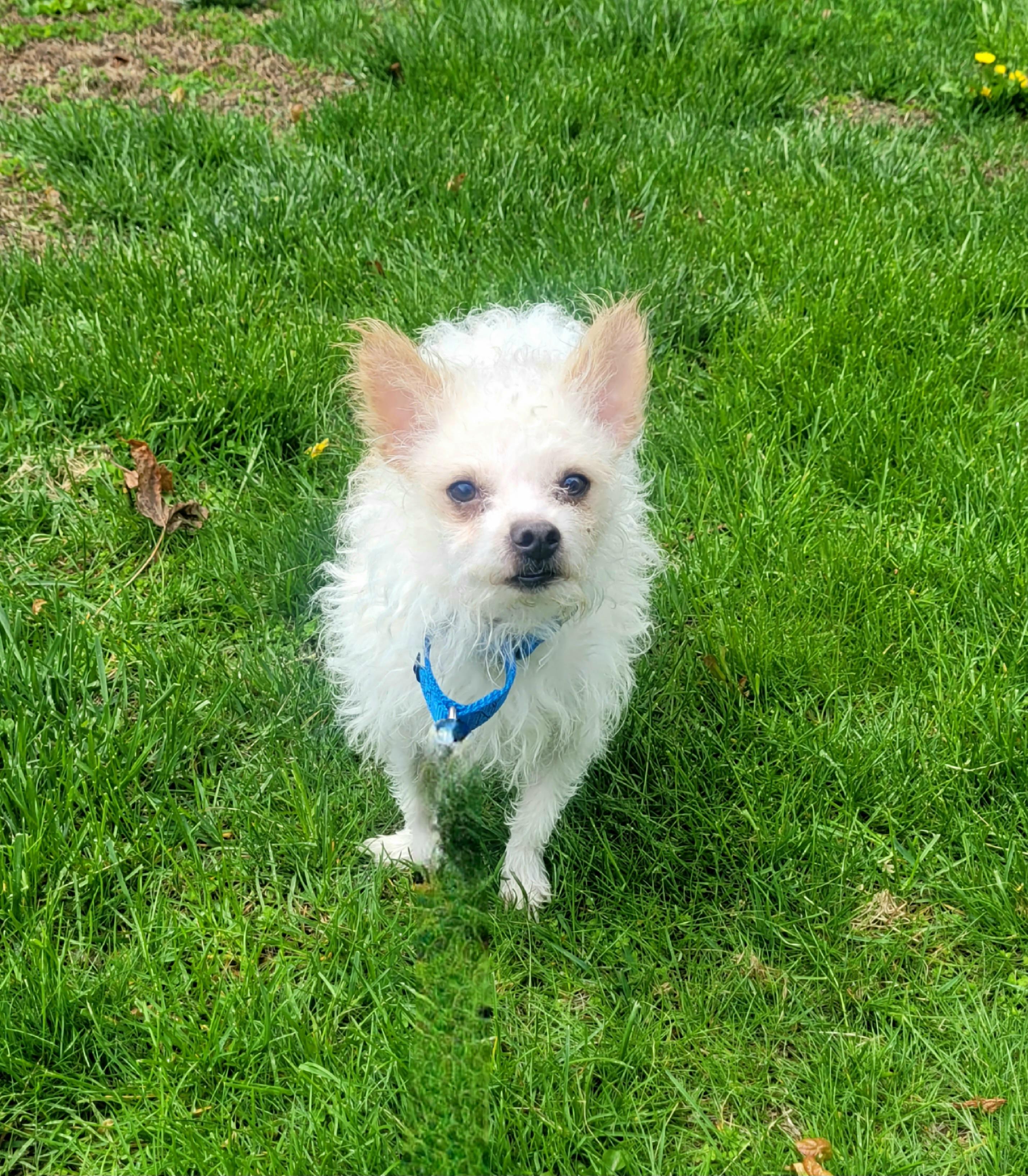 SAM Brady Bunch, a Adoptable mixed breed in Terryville, CT image 4/6