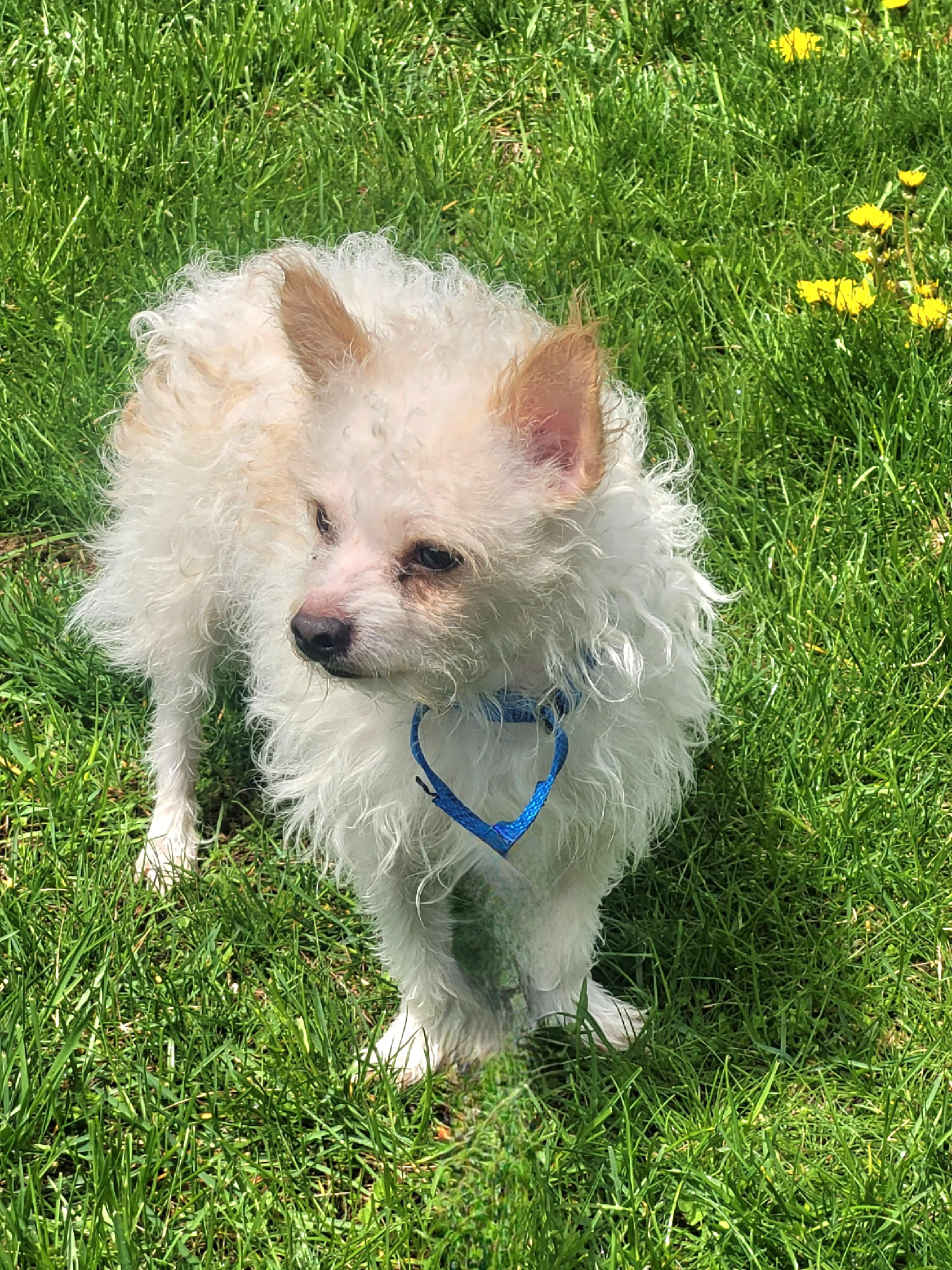 SAM Brady Bunch, a Adoptable mixed breed in Terryville, CT image 6/6