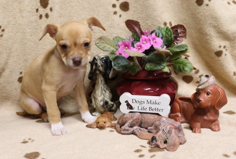 Enlarge Rudolf, a ADOPTABLE mixed breed in Bridgewater, NJ image 3/5