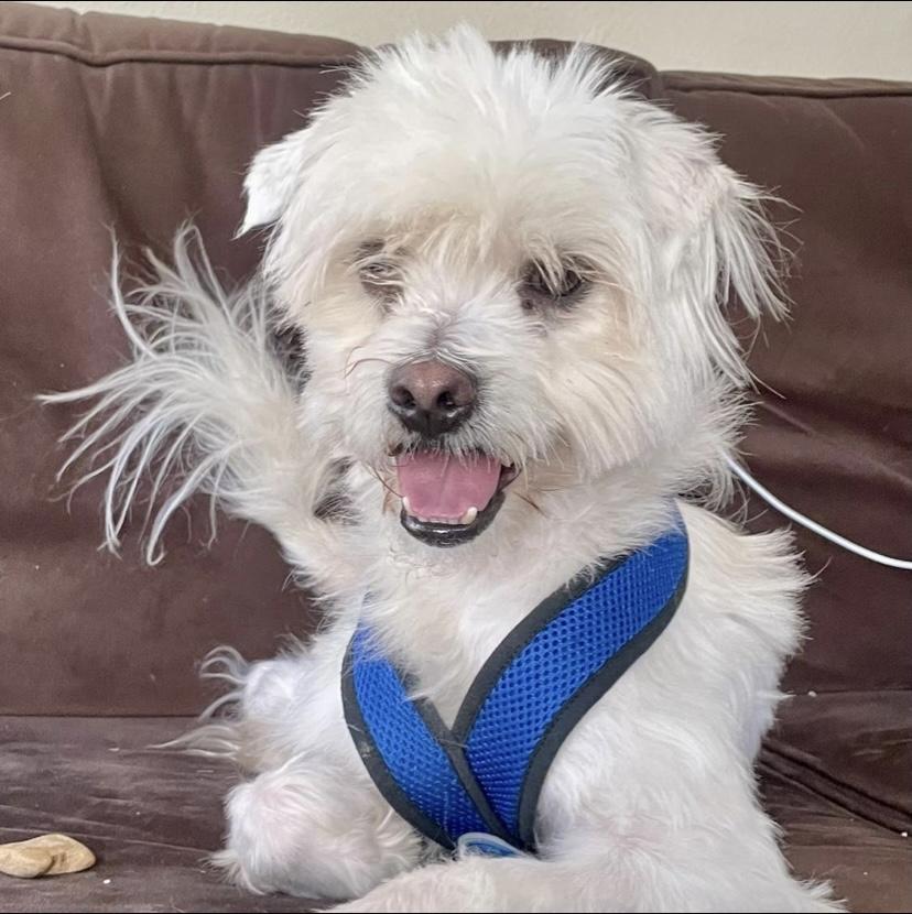 Enlarge Cloud, a Adopted Miniature Poodle in Edgewood, NM image 4/6