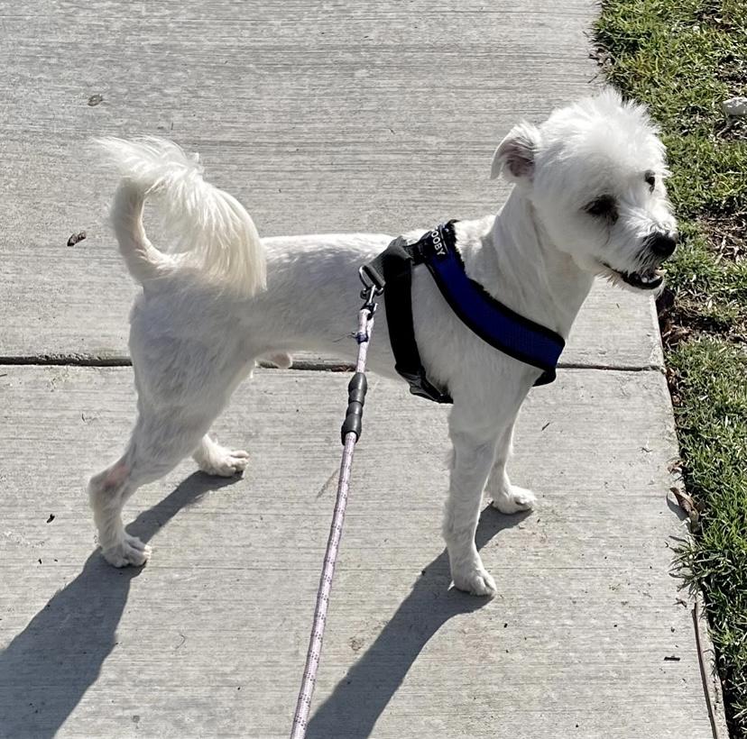 Enlarge Cloud, a Adopted Miniature Poodle in Edgewood, NM image 2/6