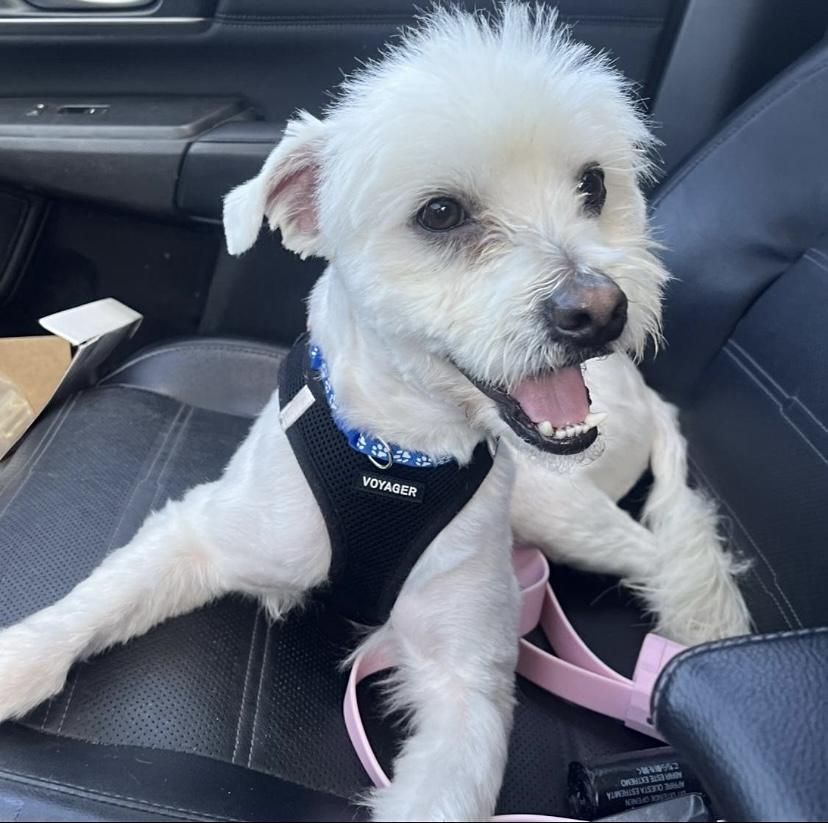 Cloud, Adopted, Young Male Miniature Poodle.