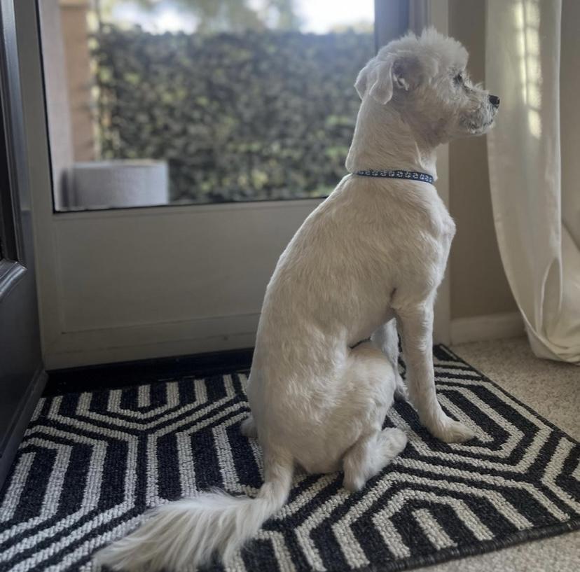 Enlarge Cloud, a Adopted Miniature Poodle in Edgewood, NM image 5/6