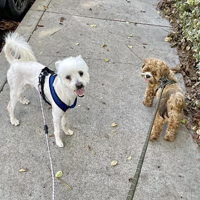 Enlarge Cloud, a Adopted Miniature Poodle in Edgewood, NM image 3/6