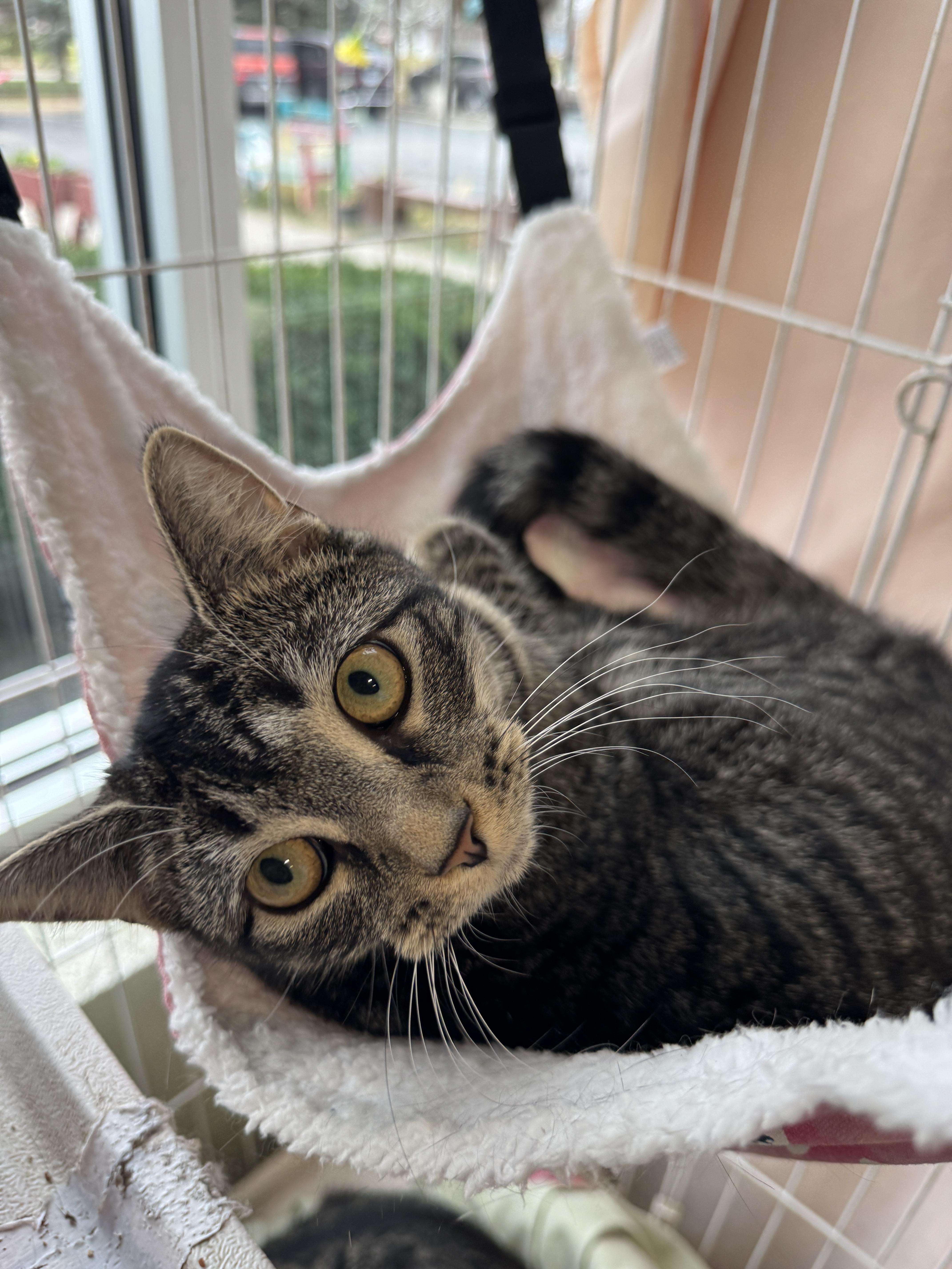 Enlarge Amber Jack, an adopted Domestic Short Hair in Mokena, IL image 3/6