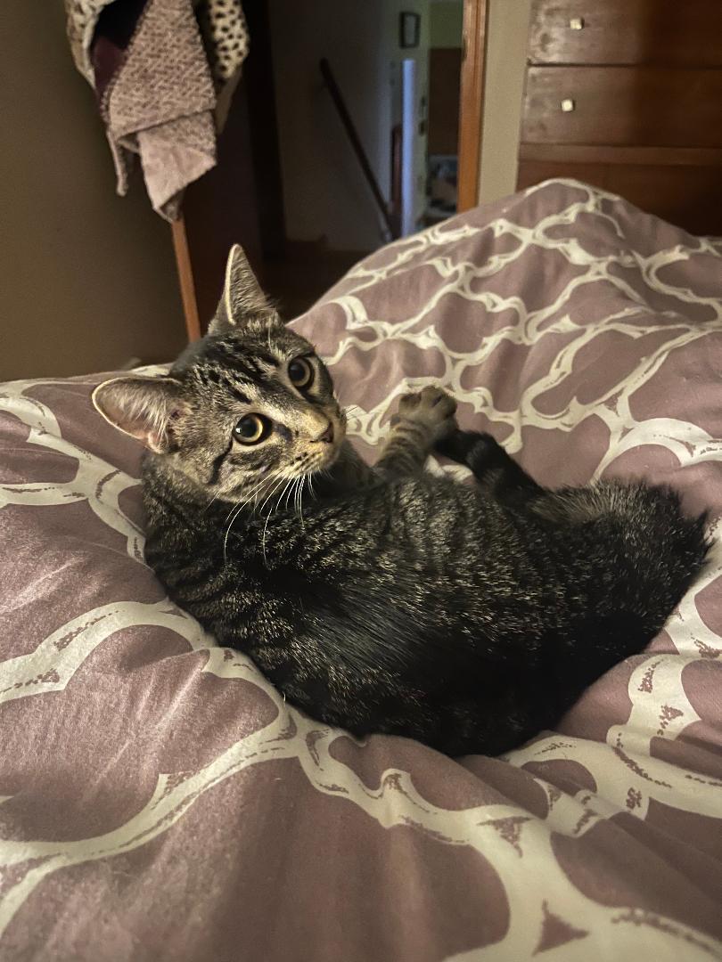 Enlarge Amber Jack, an adopted Domestic Short Hair in Mokena, IL image 2/6