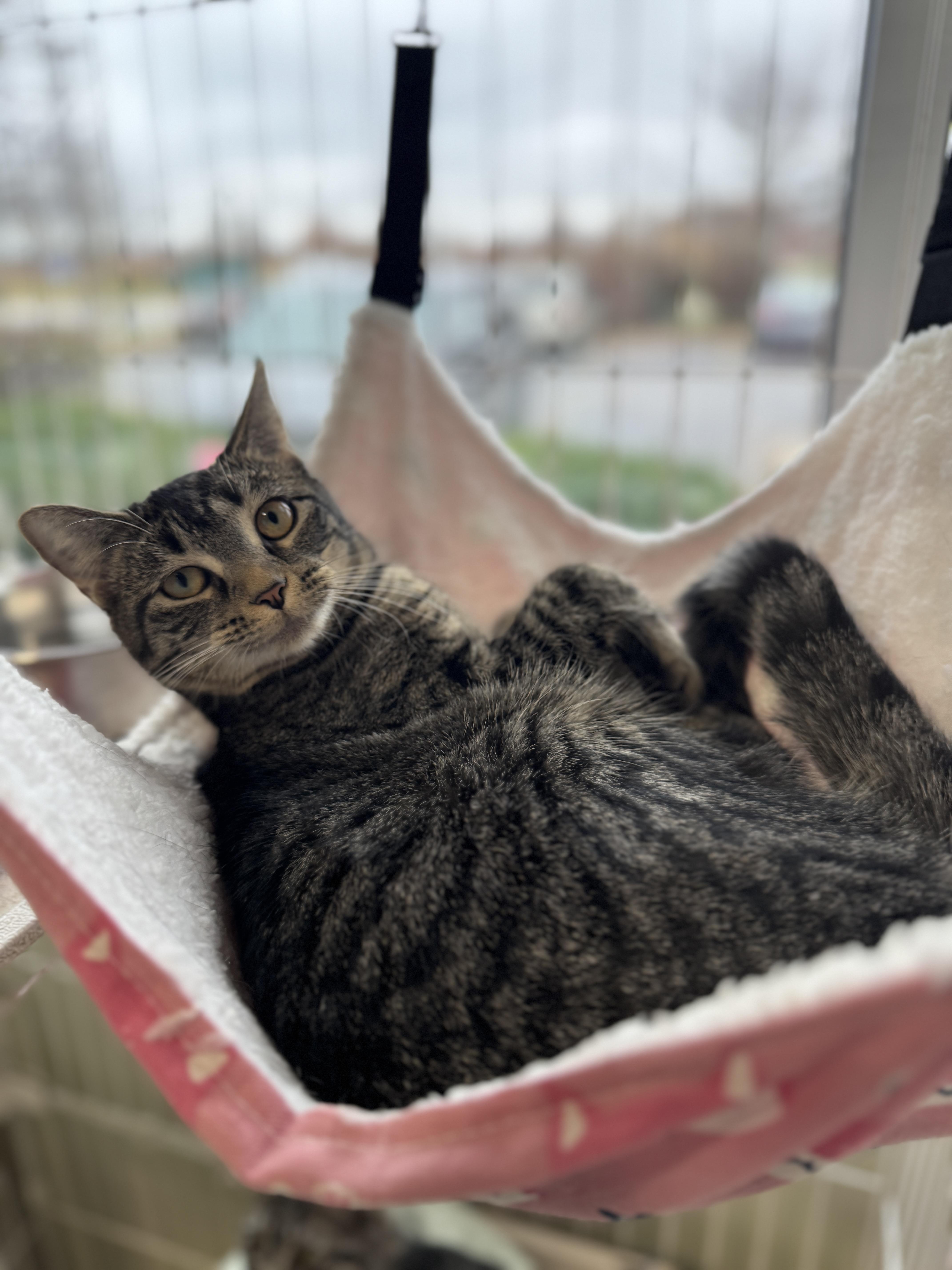 Enlarge Amber Jack, an adopted Domestic Short Hair in Mokena, IL image 1/6