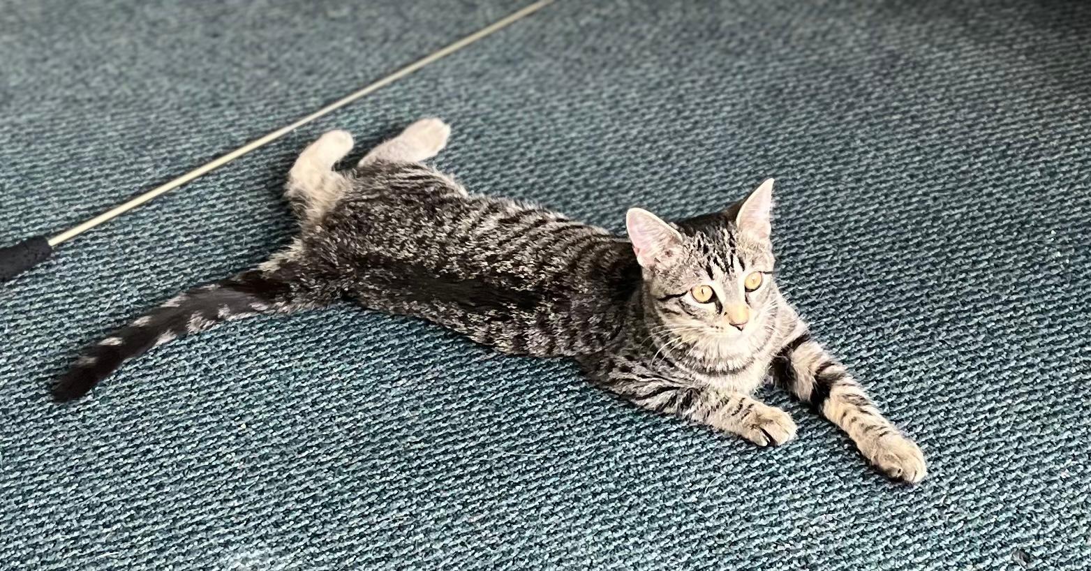 Enlarge Amber Jack, an adopted Domestic Short Hair in Mokena, IL image 4/6