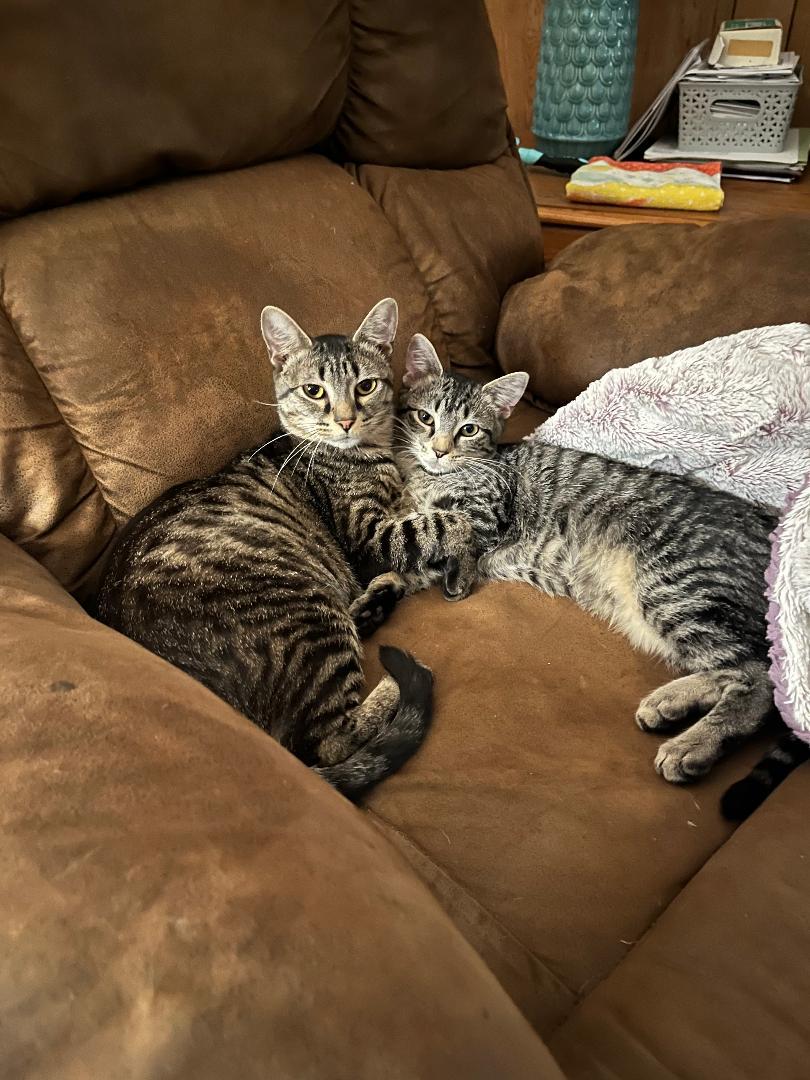 Enlarge Amber Jack, an adopted Domestic Short Hair in Mokena, IL image 5/6