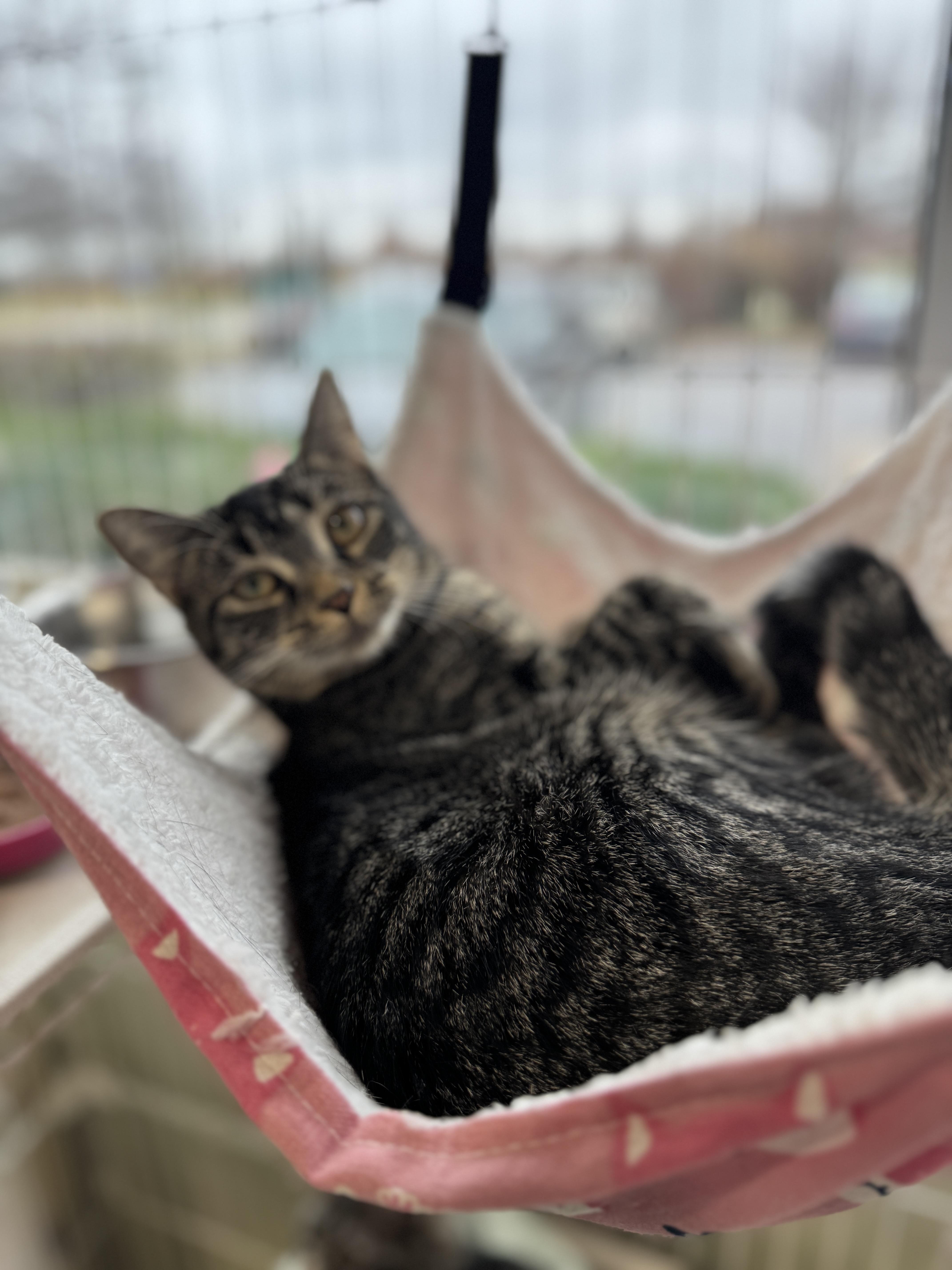 Enlarge Amber Jack, an adopted Domestic Short Hair in Mokena, IL image 6/6
