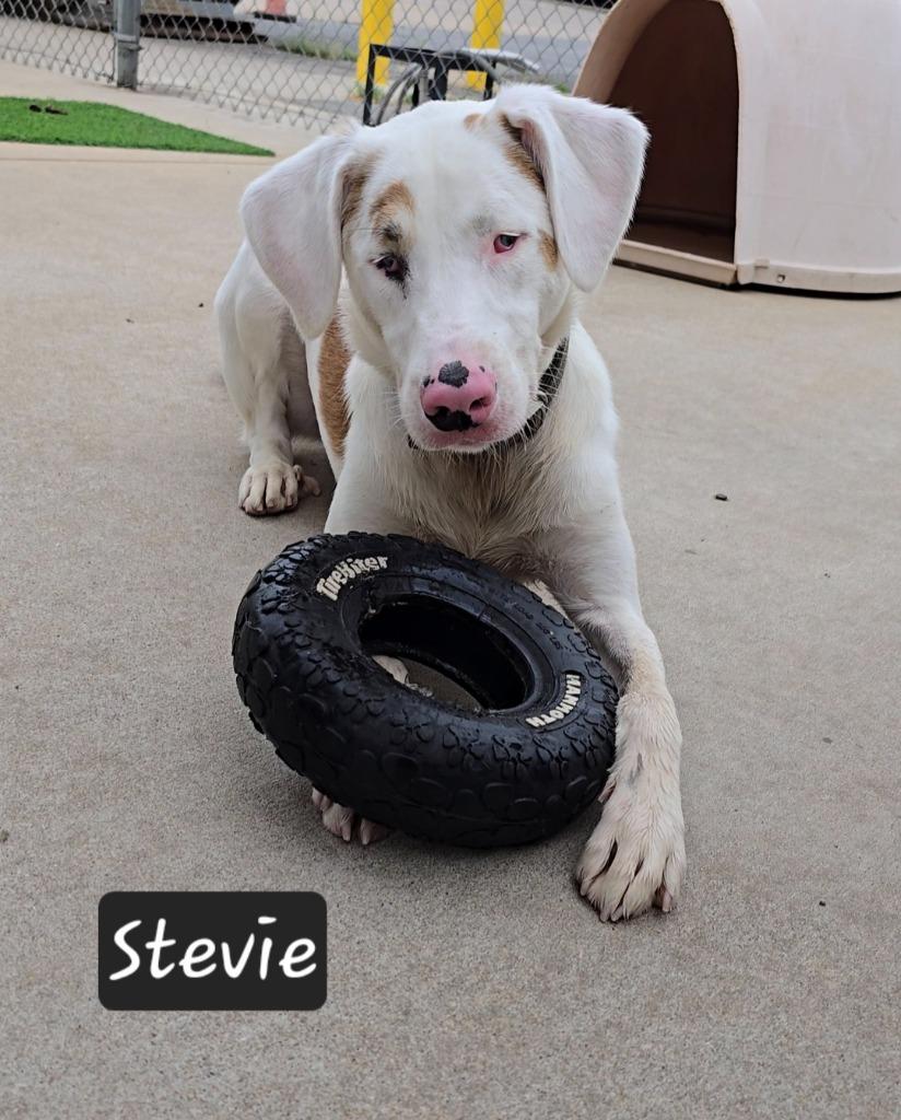 Stevie, Adoptable, Adult Male Hound.