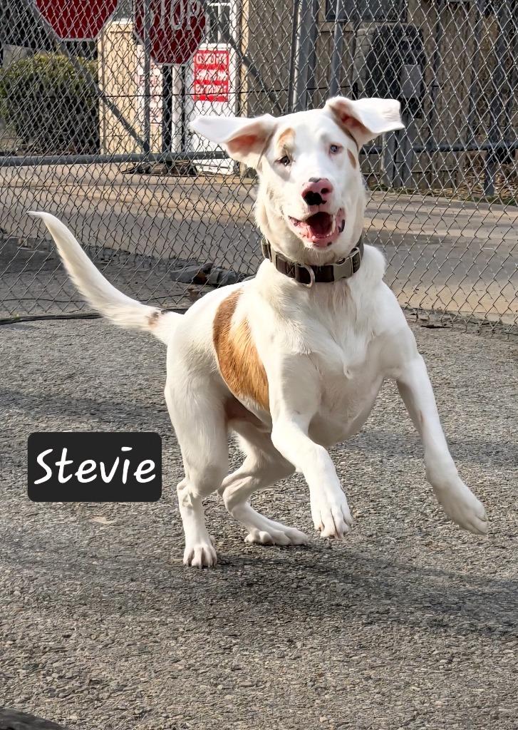 Enlarge Stevie, a Adoptable Hound in Maumelle, AR image 1/4